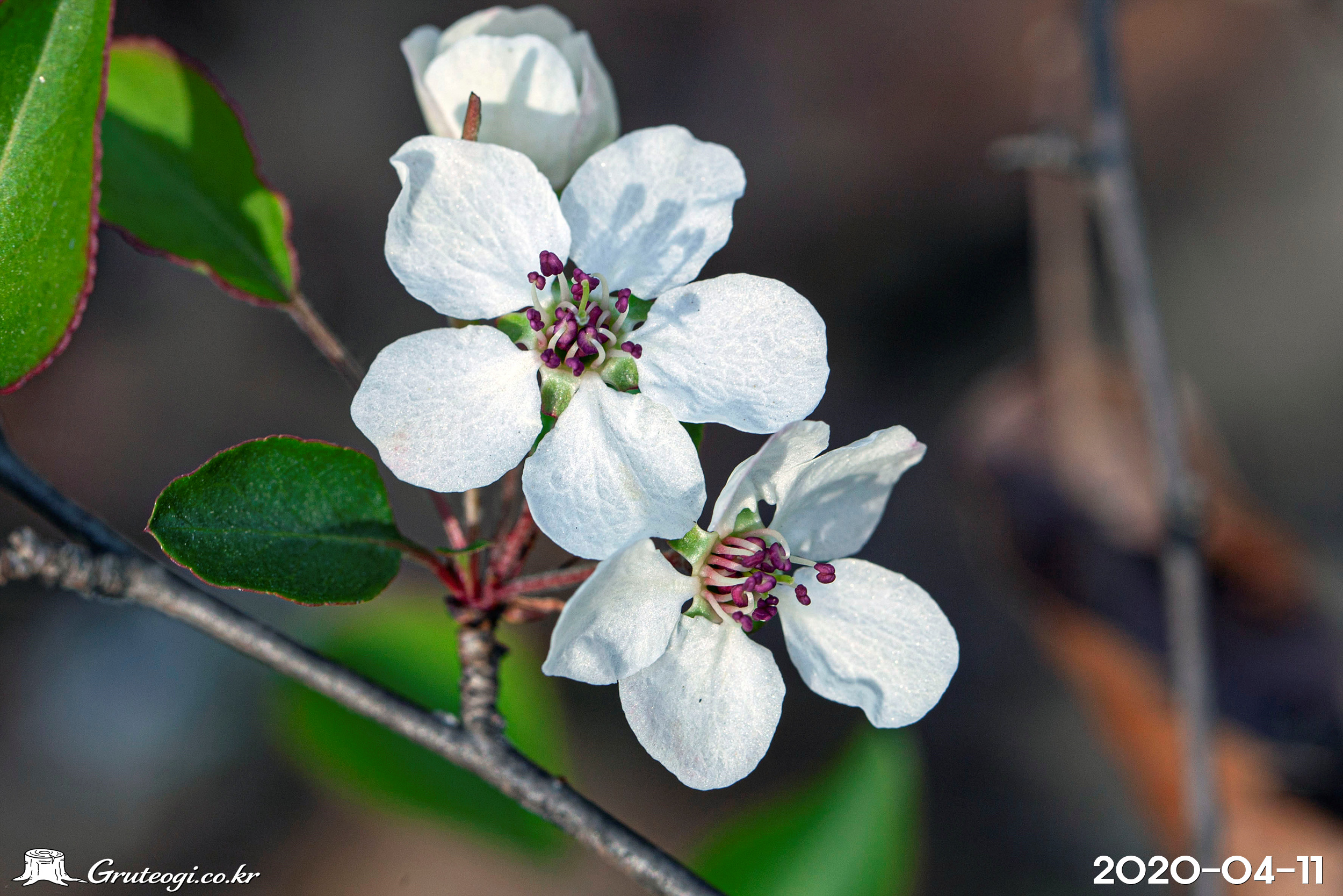 콩배나무 Pyrus calleryana Decne.