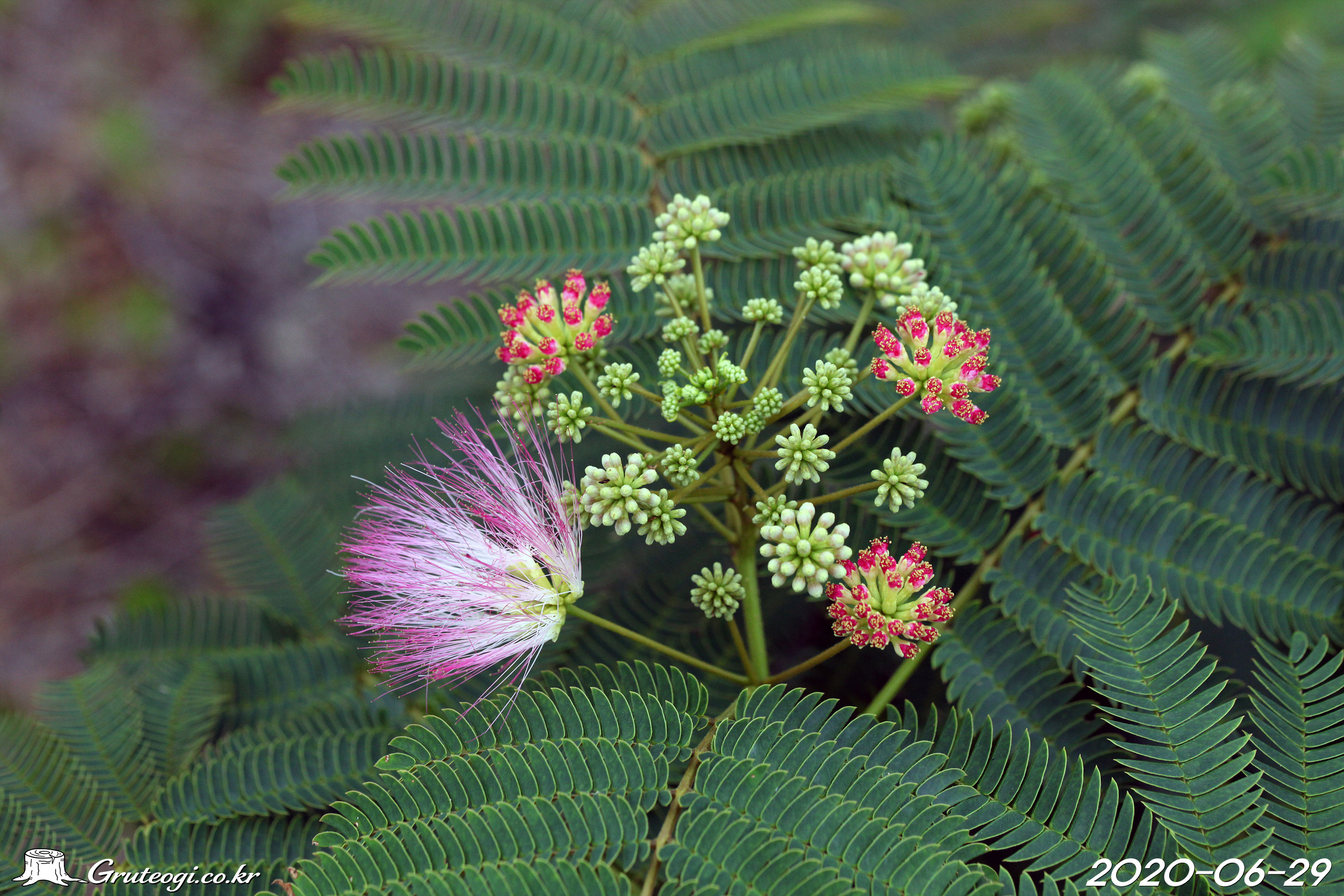자귀나무 Albizia julibrissin Durazz.