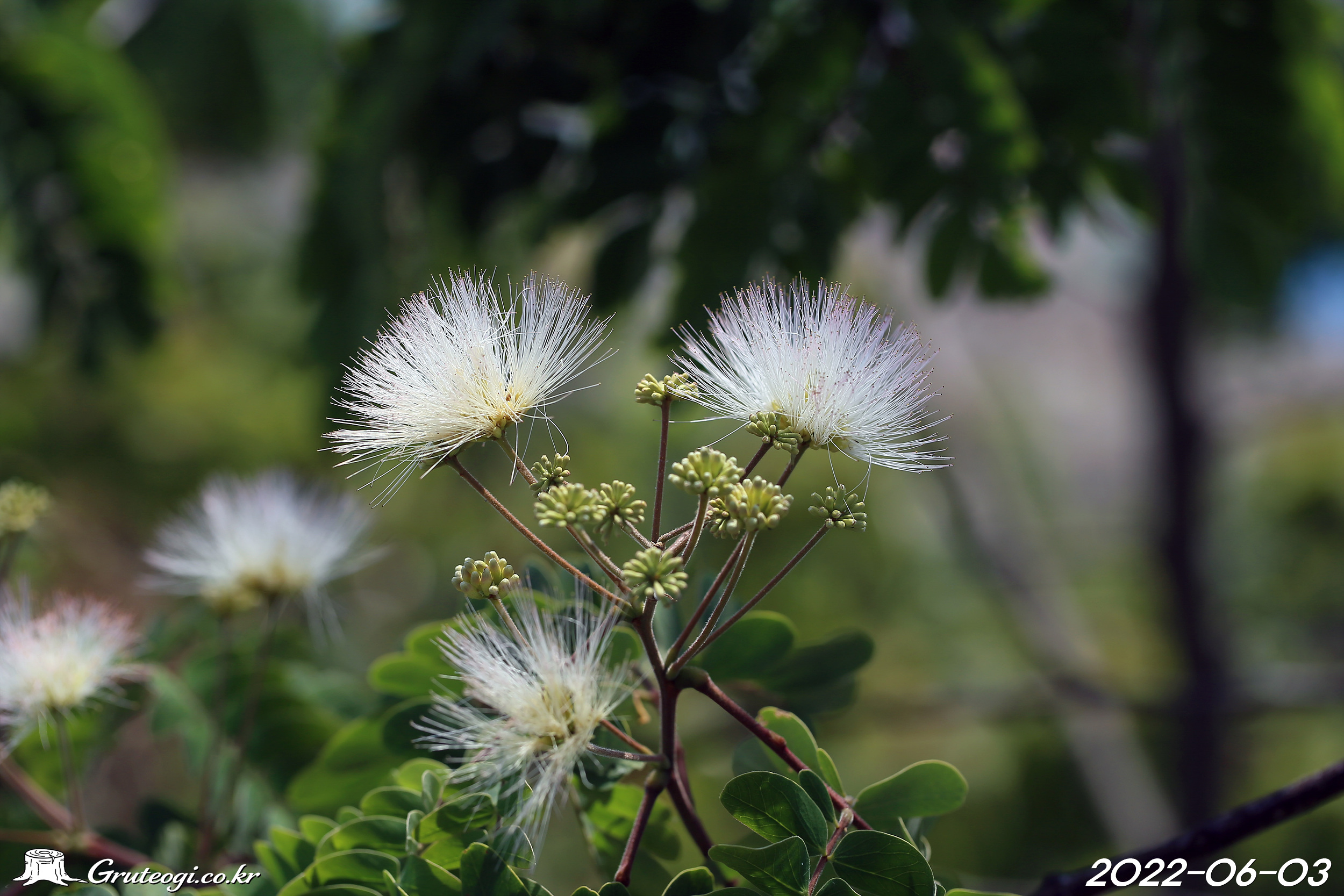 왕자귀나무 Albizia kalkora (Roxb.) Prain