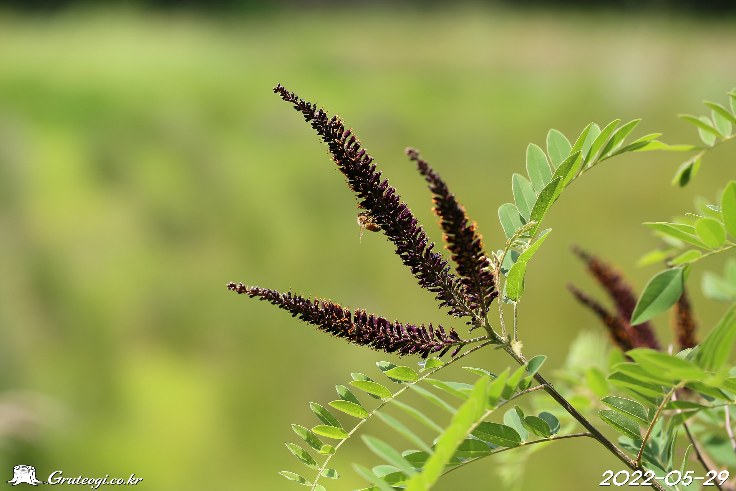 족제비싸리 Amorpha fruticosa L.
