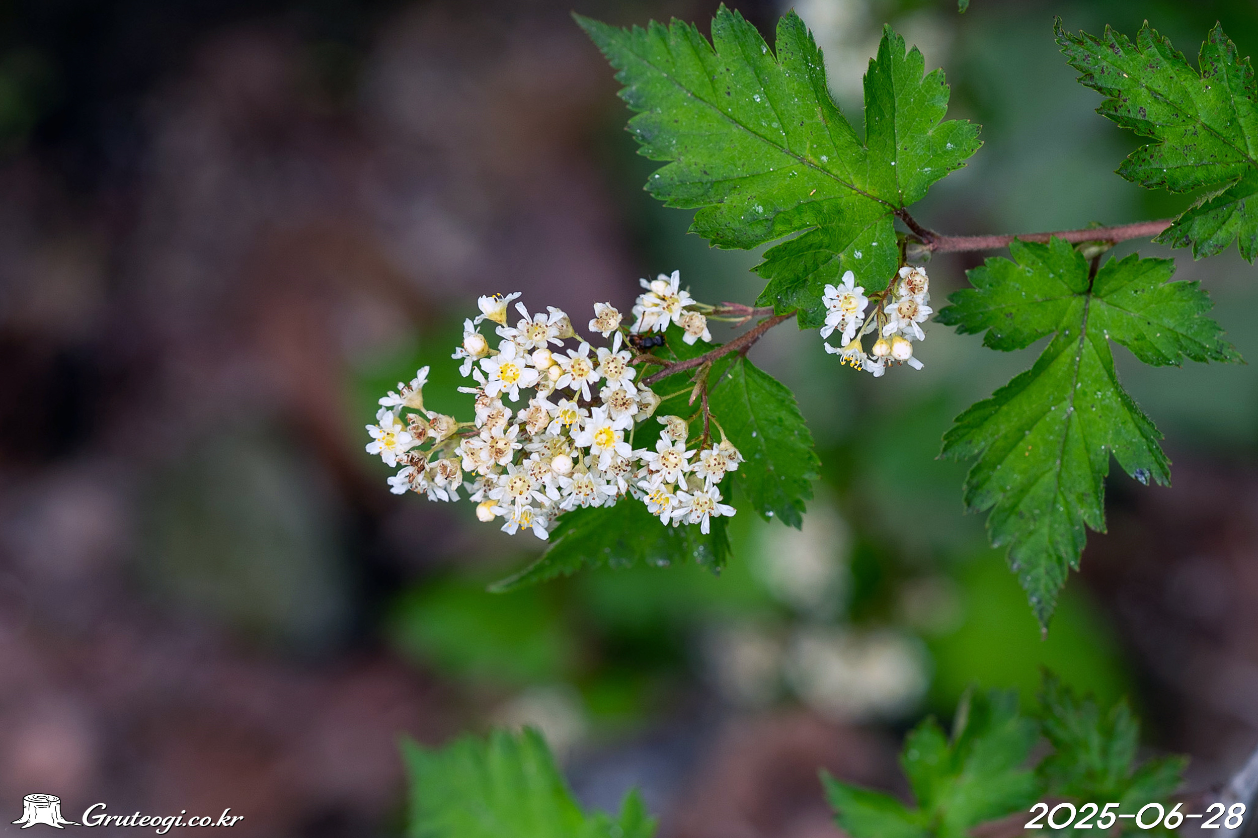 국수나무 Neillia incisa (Thunb.) S.H.Oh