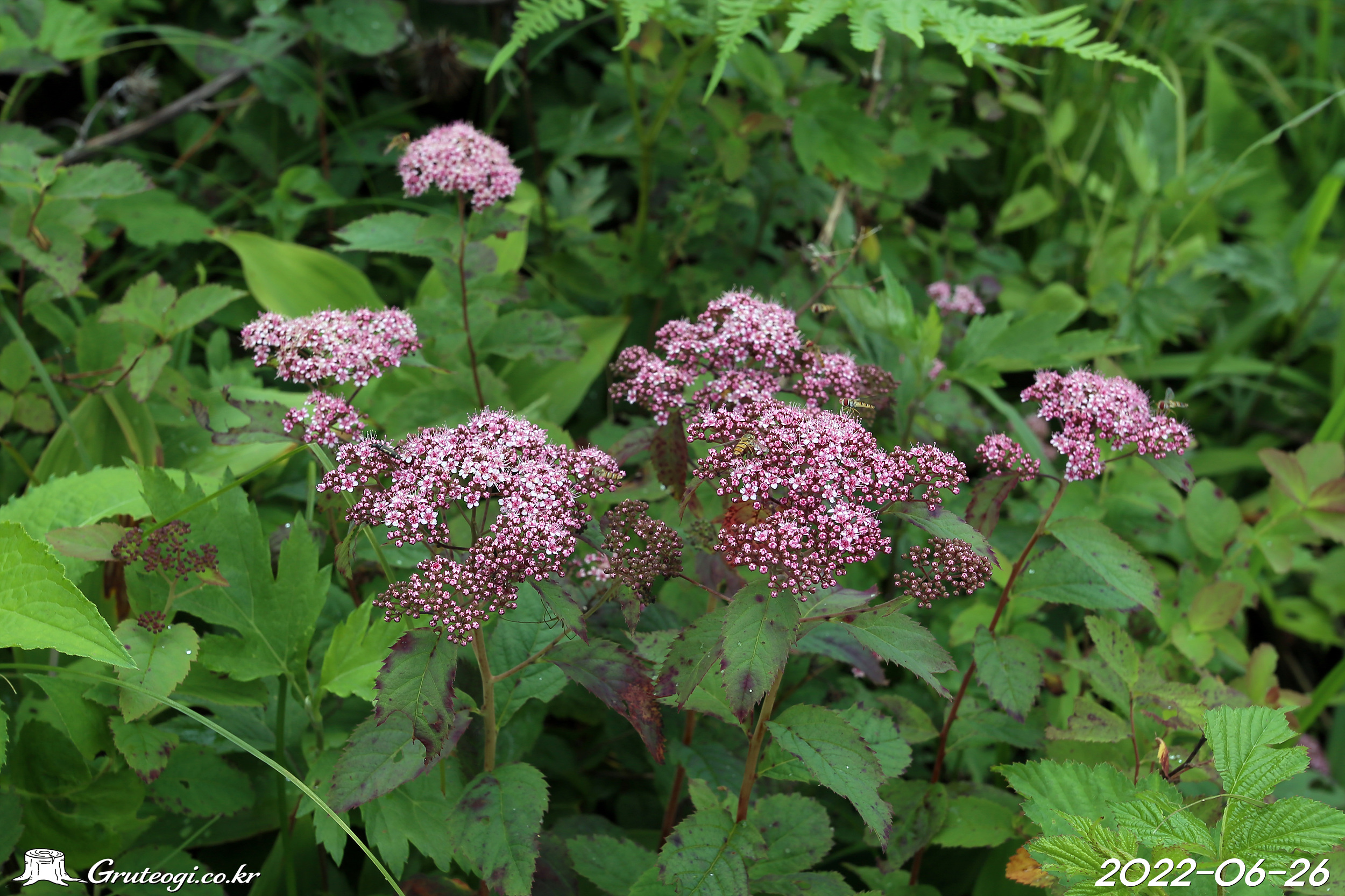참조팝나무 Spiraea fritschiana C.K. Schneid.