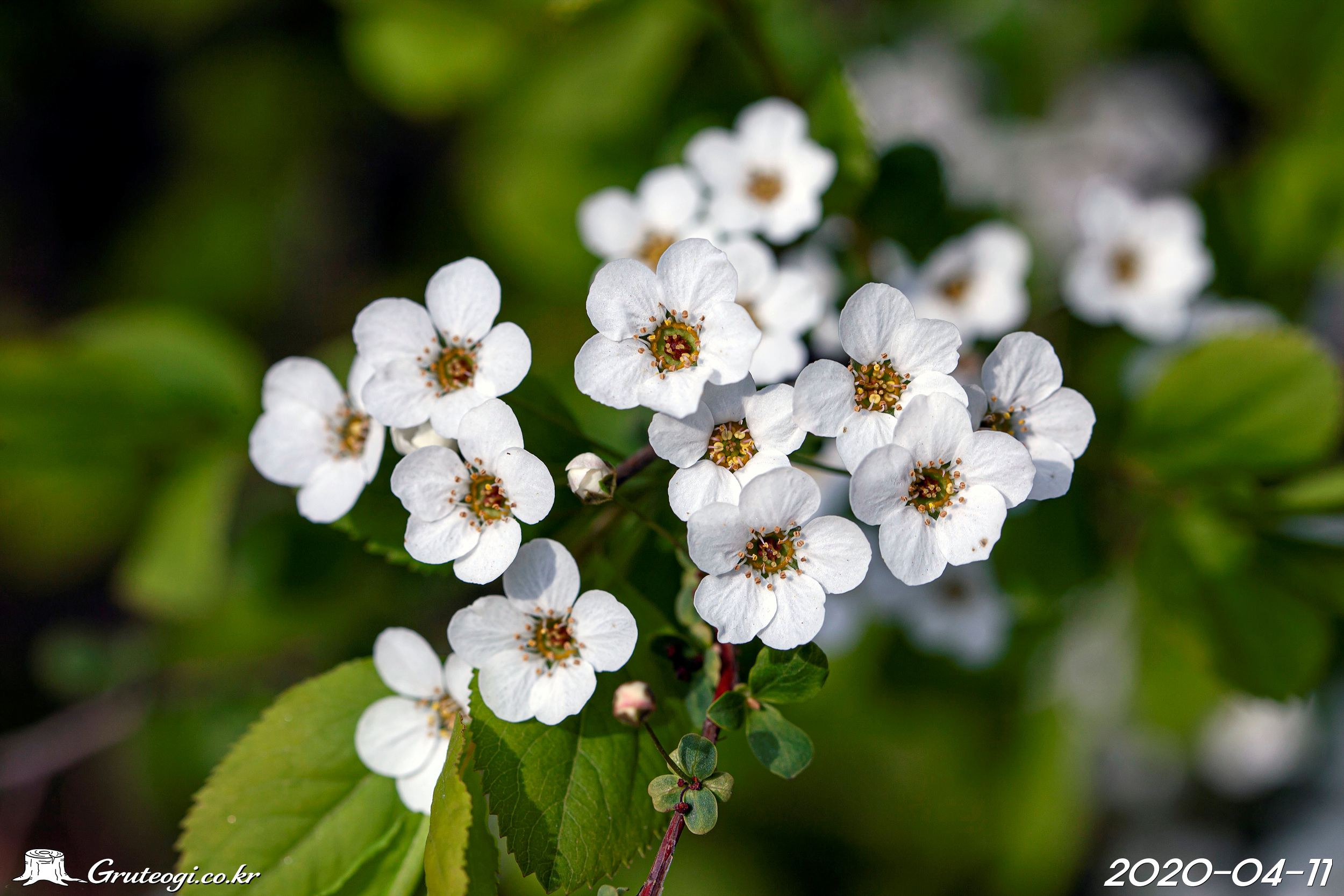 조팝나무 Spiraea prunifolia var. prunifolia