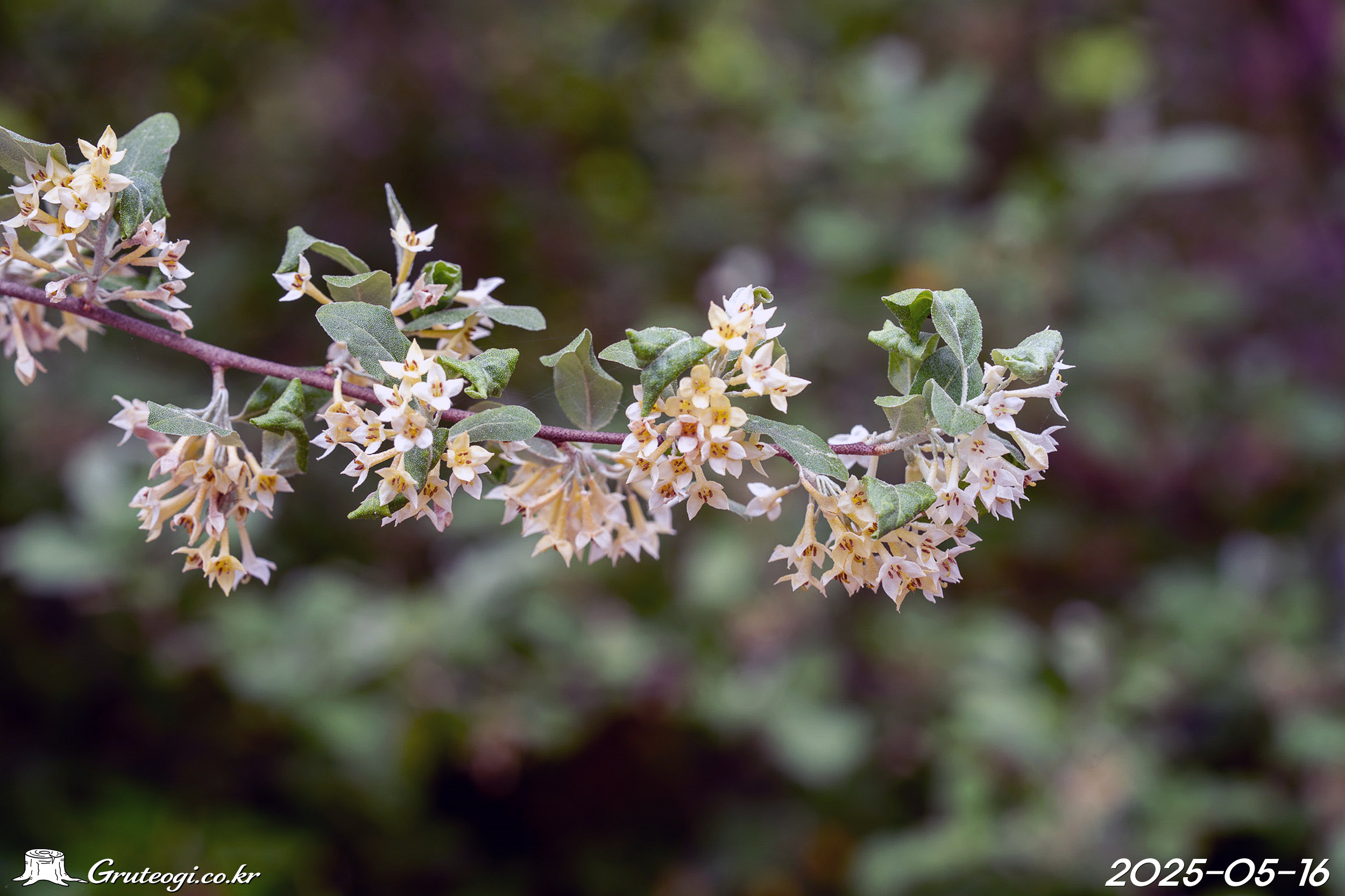 보리수나무 Elaeagnus umbellata Thunb.