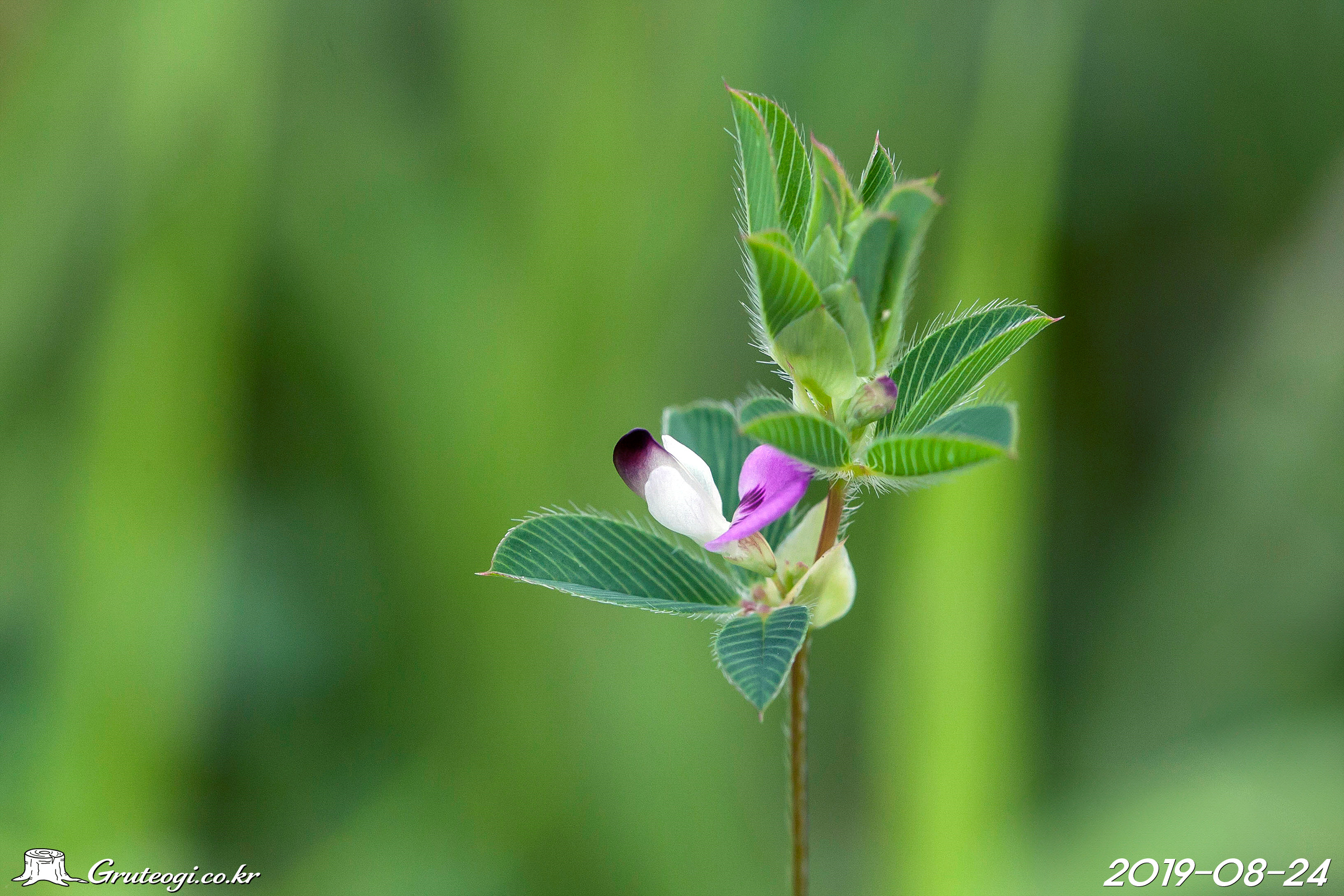 둥근매듭풀 Kummerowia stipulacea (Maxim.) Makino