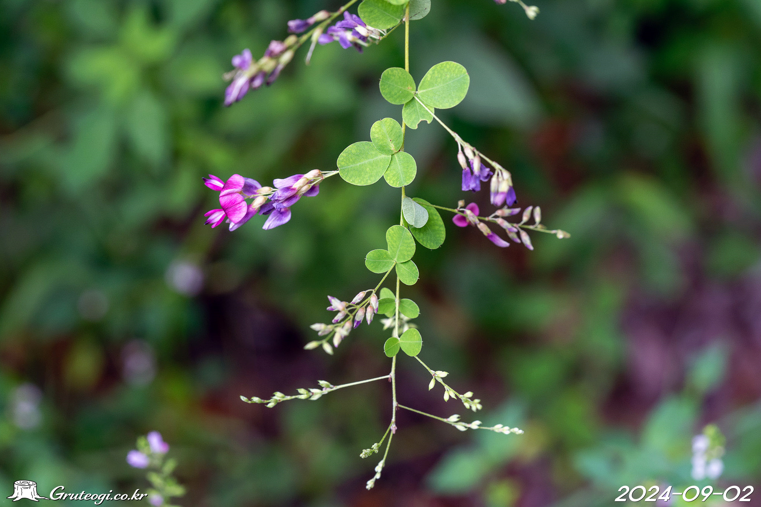 싸리 Lespedeza bicolor Turcz.