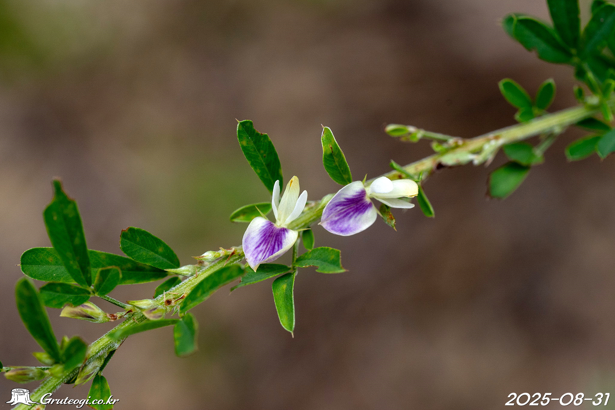 비수리 Lespedeza cuneata (Dum. Cours.) G. Don.