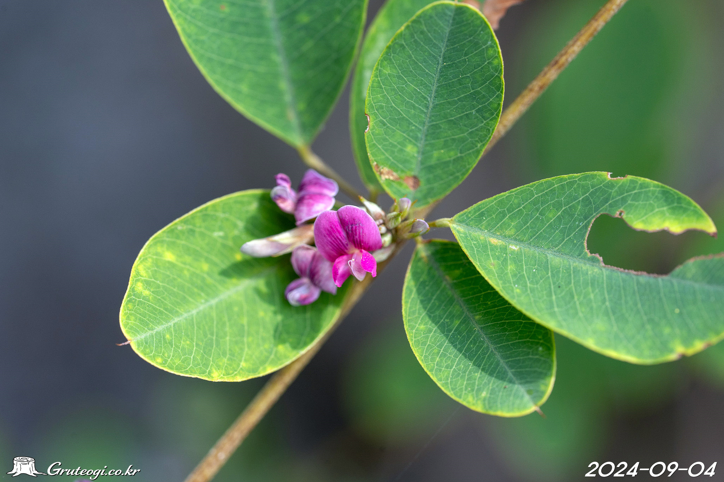 참싸리 Lespedeza cyrtobotrya Miq.