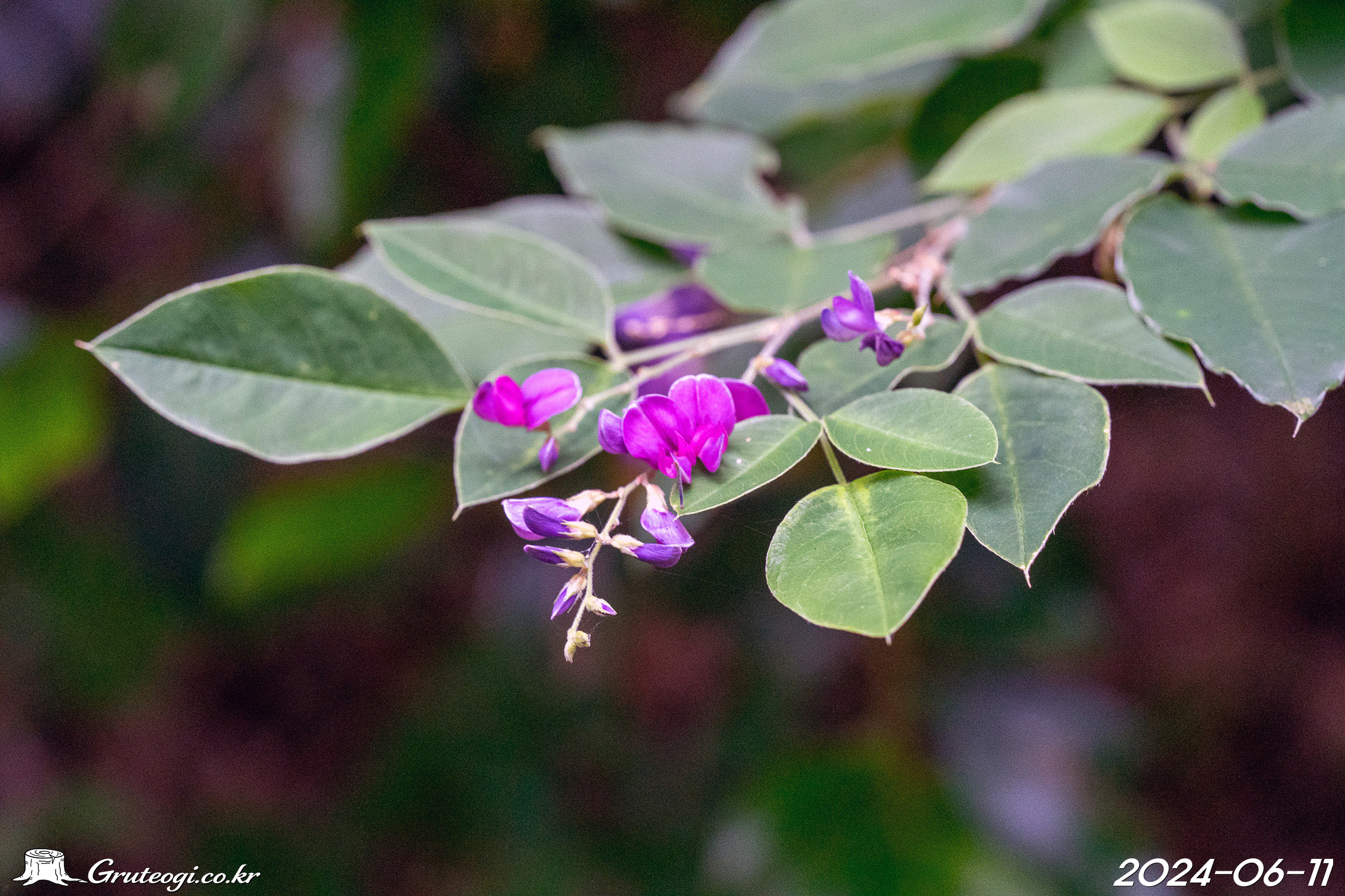 조록싸리 Lespedeza maximowiczii C.K. Schneid.