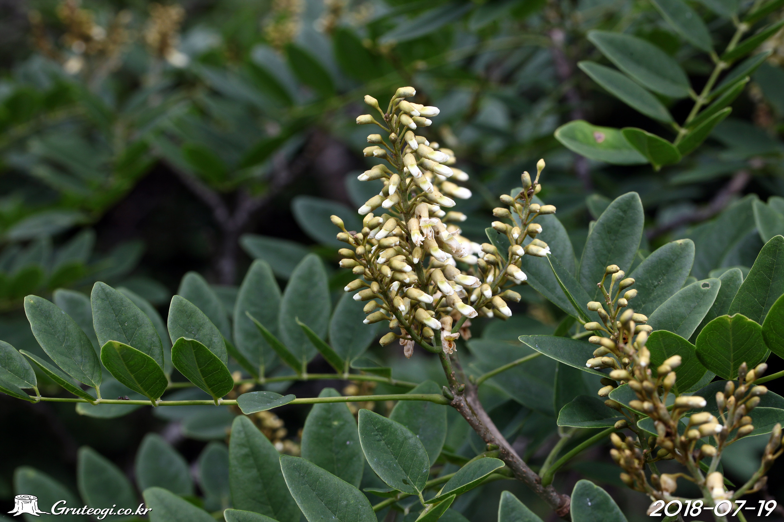 솔비나무 Maackia fauriei (H. Lév.) Takeda