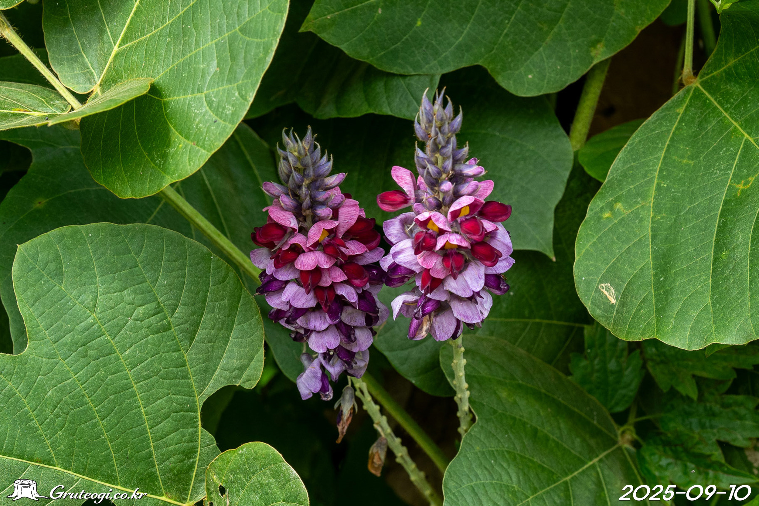 칡 Pueraria lobata (Willd.) Ohwi