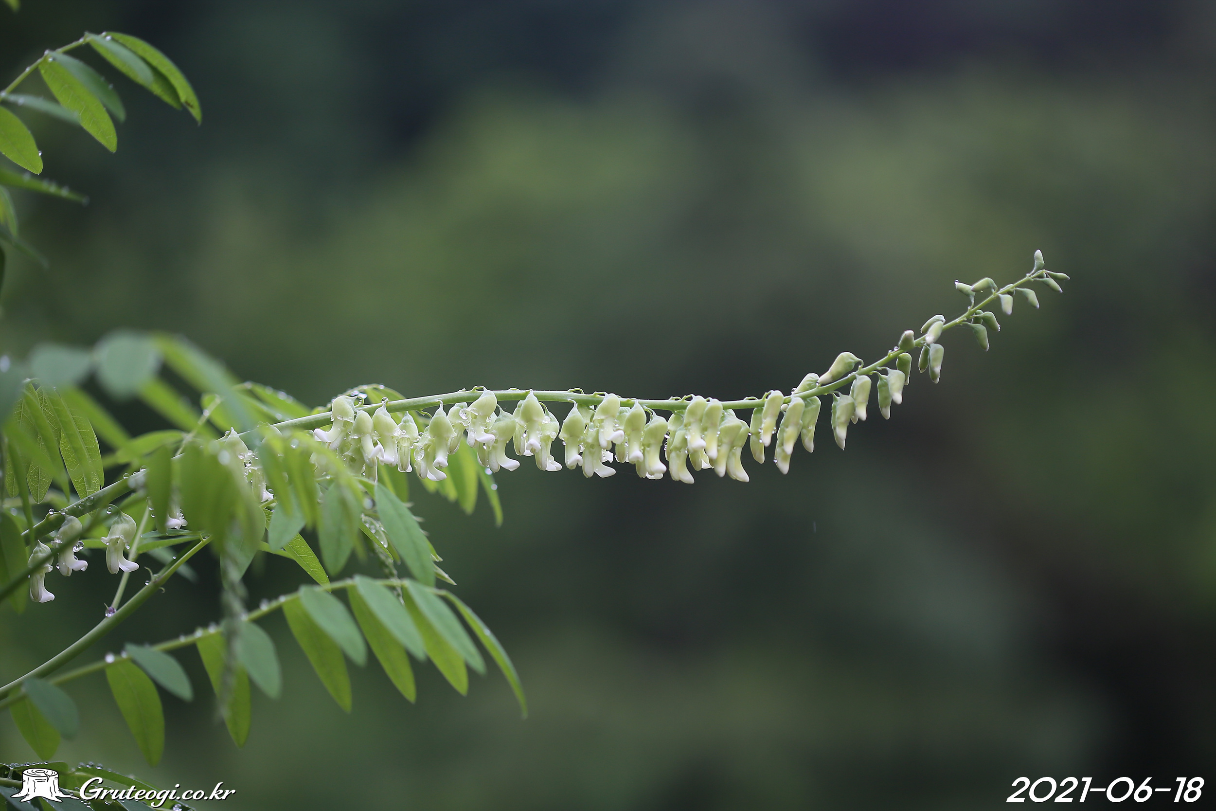고삼 Sophora flavescens Aiton
