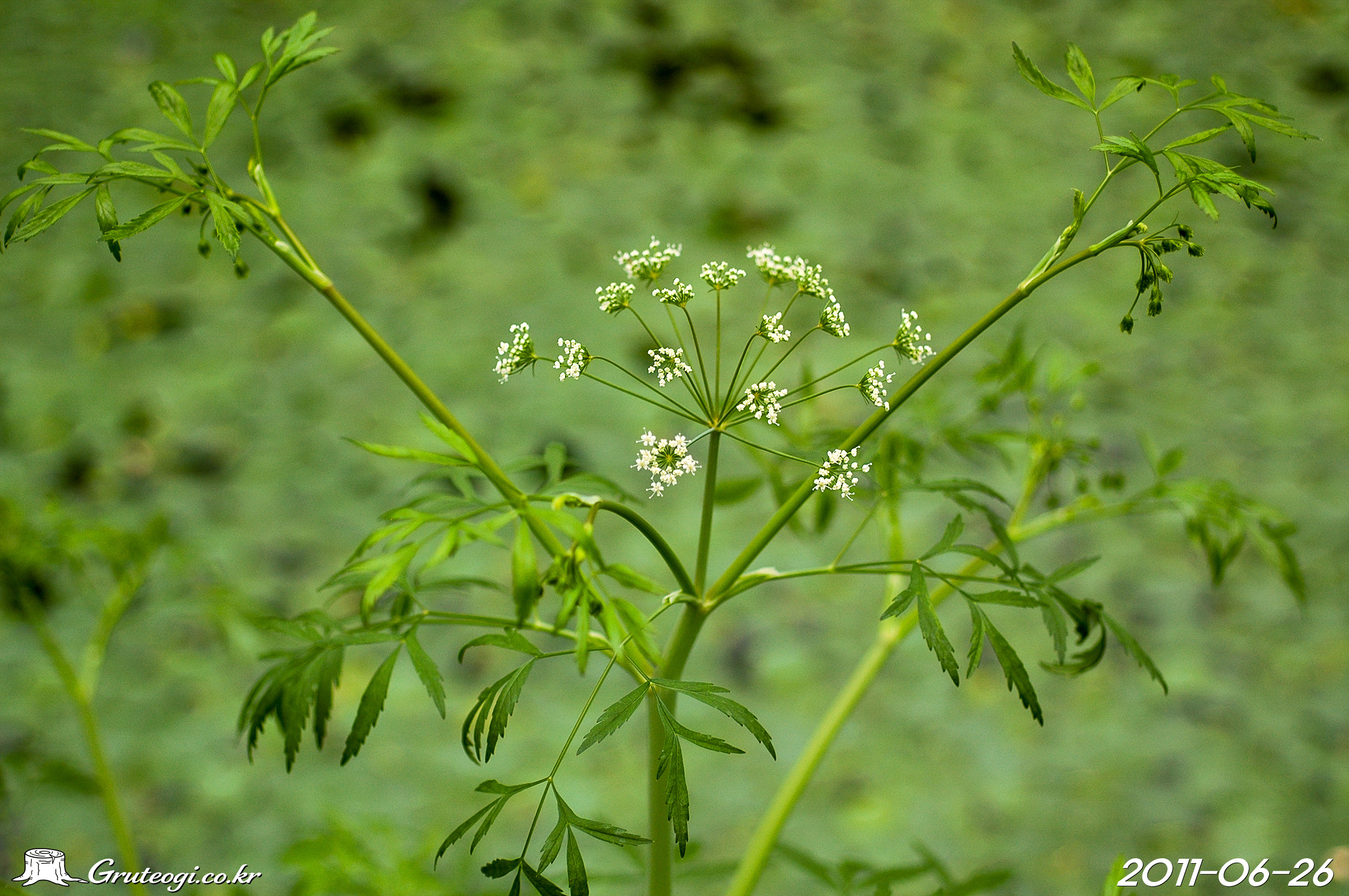 독미나리 Cicuta virosa L.