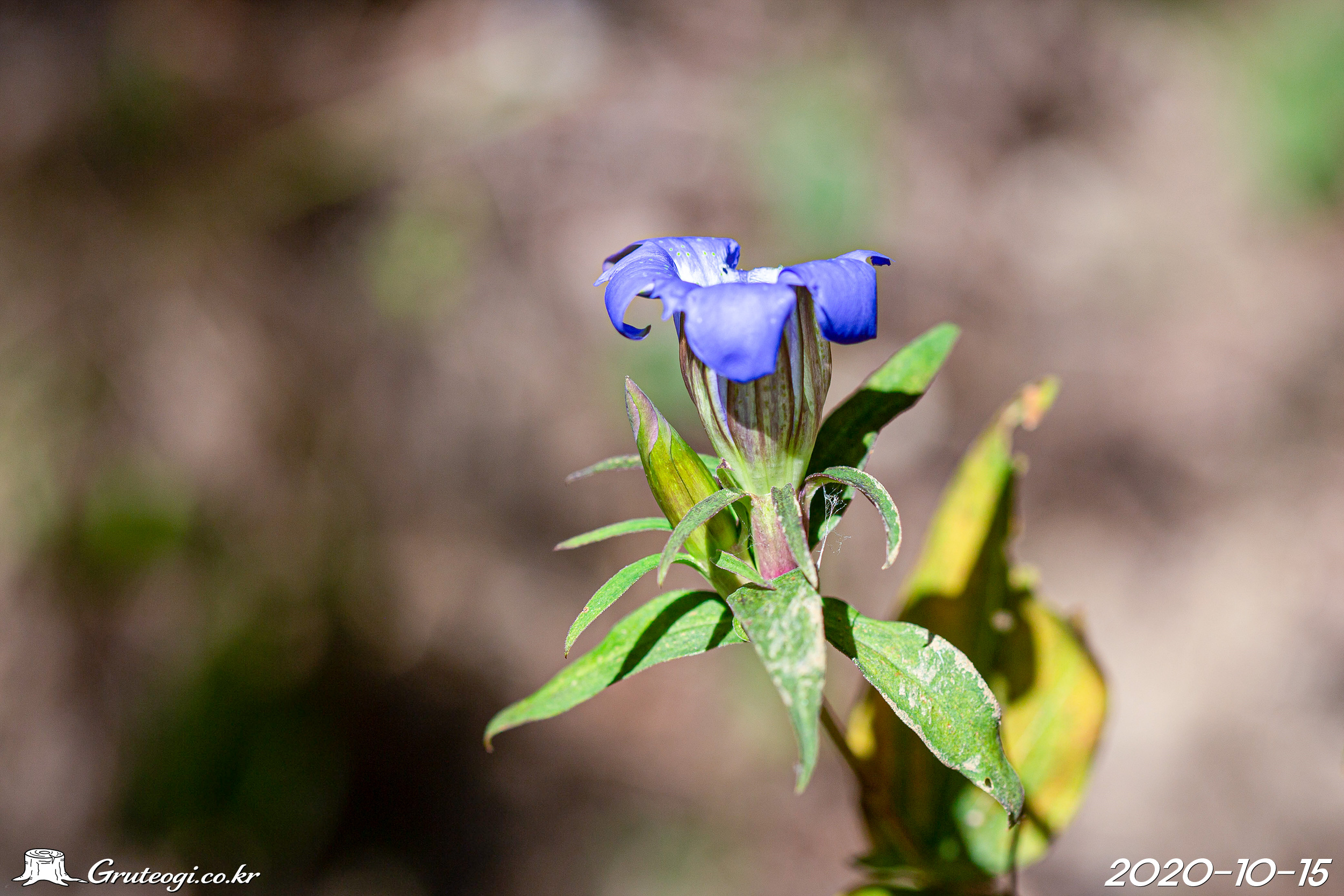 용담 Gentiana scabra Bunge