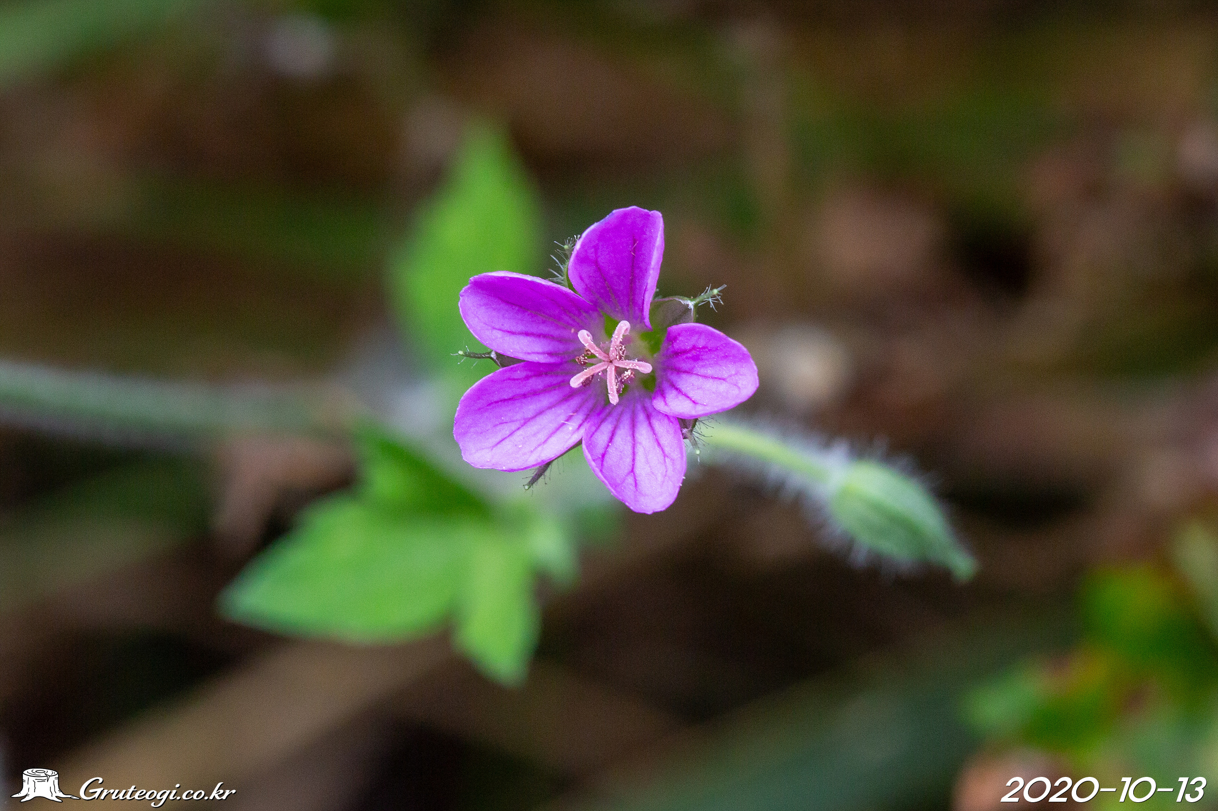이질풀 Geranium thunbergii Siebold ex Lindl. & Paxton