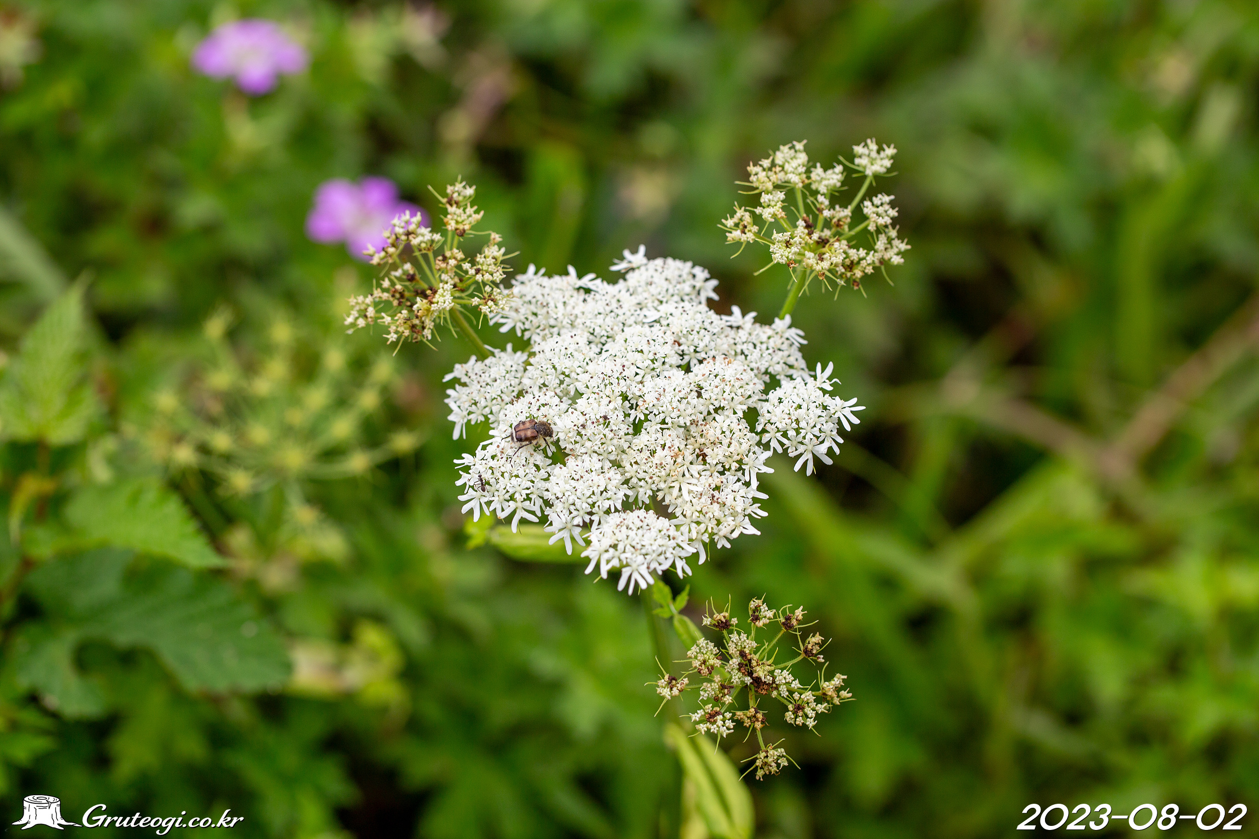 어수리 Heracleum moellendorffii Hance