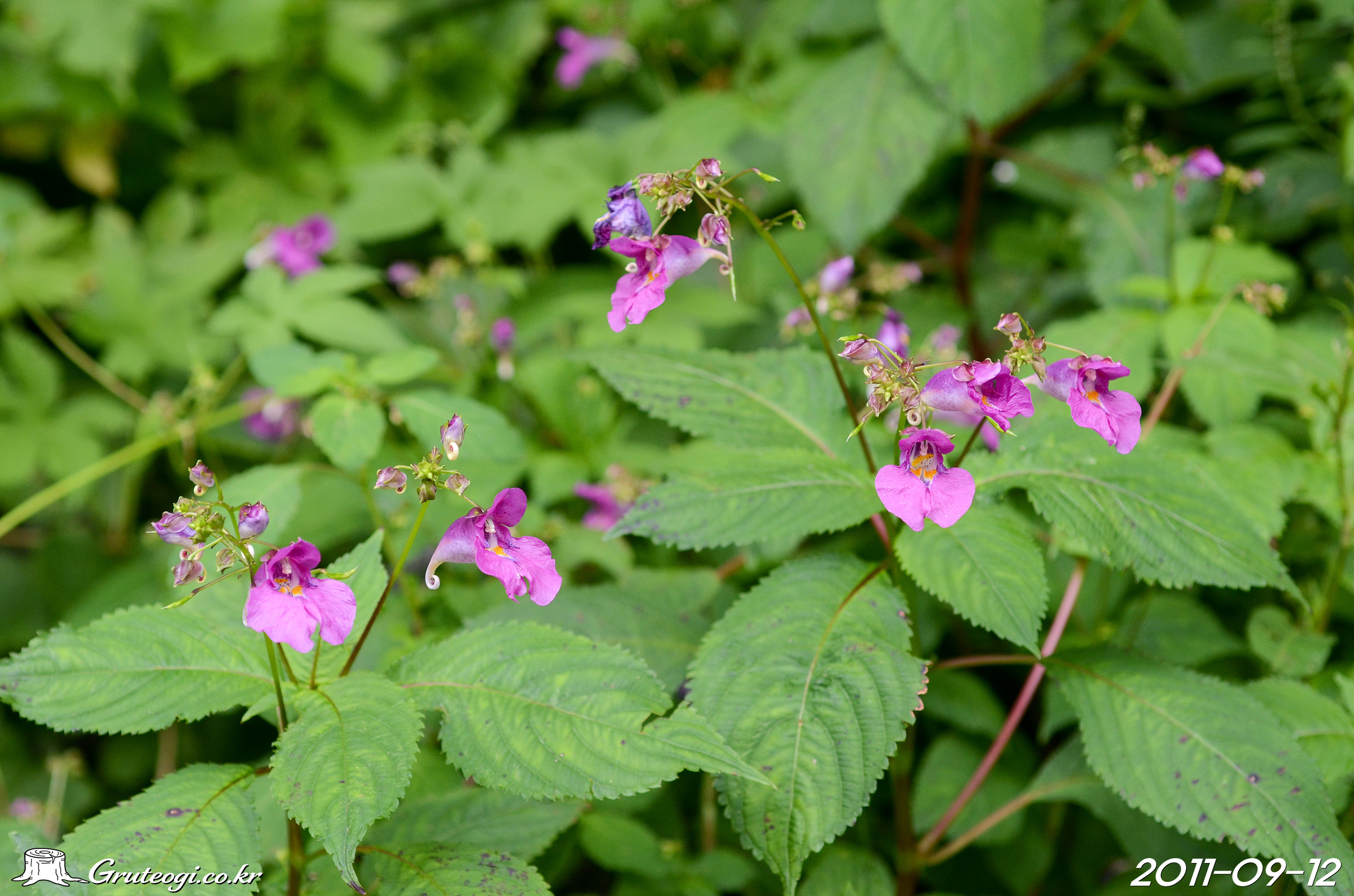 물봉선 Impatiens textori Miq.