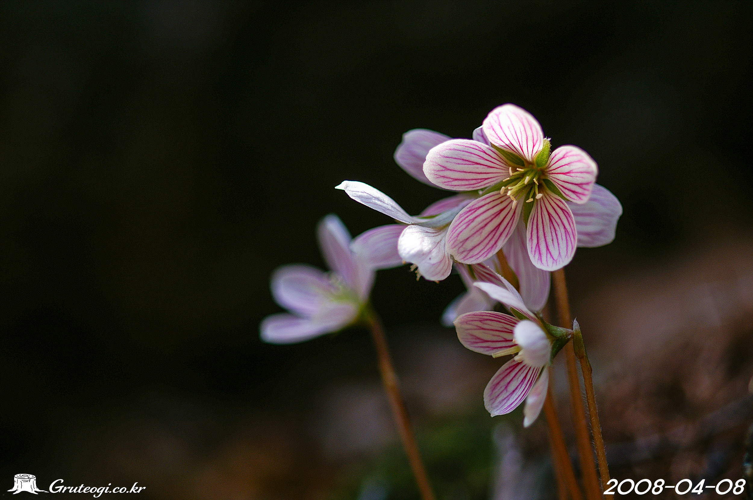 큰괭이밥 Oxalis obtriangulata Maxim.