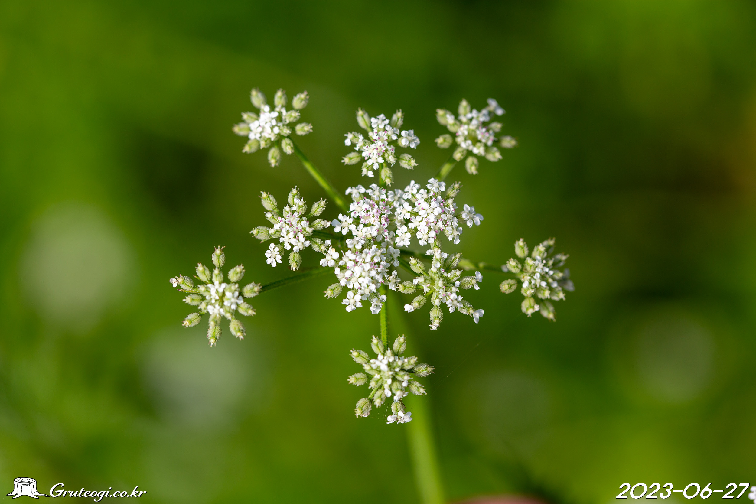 사상자 Torilis japonica (Houtt.) DC.
