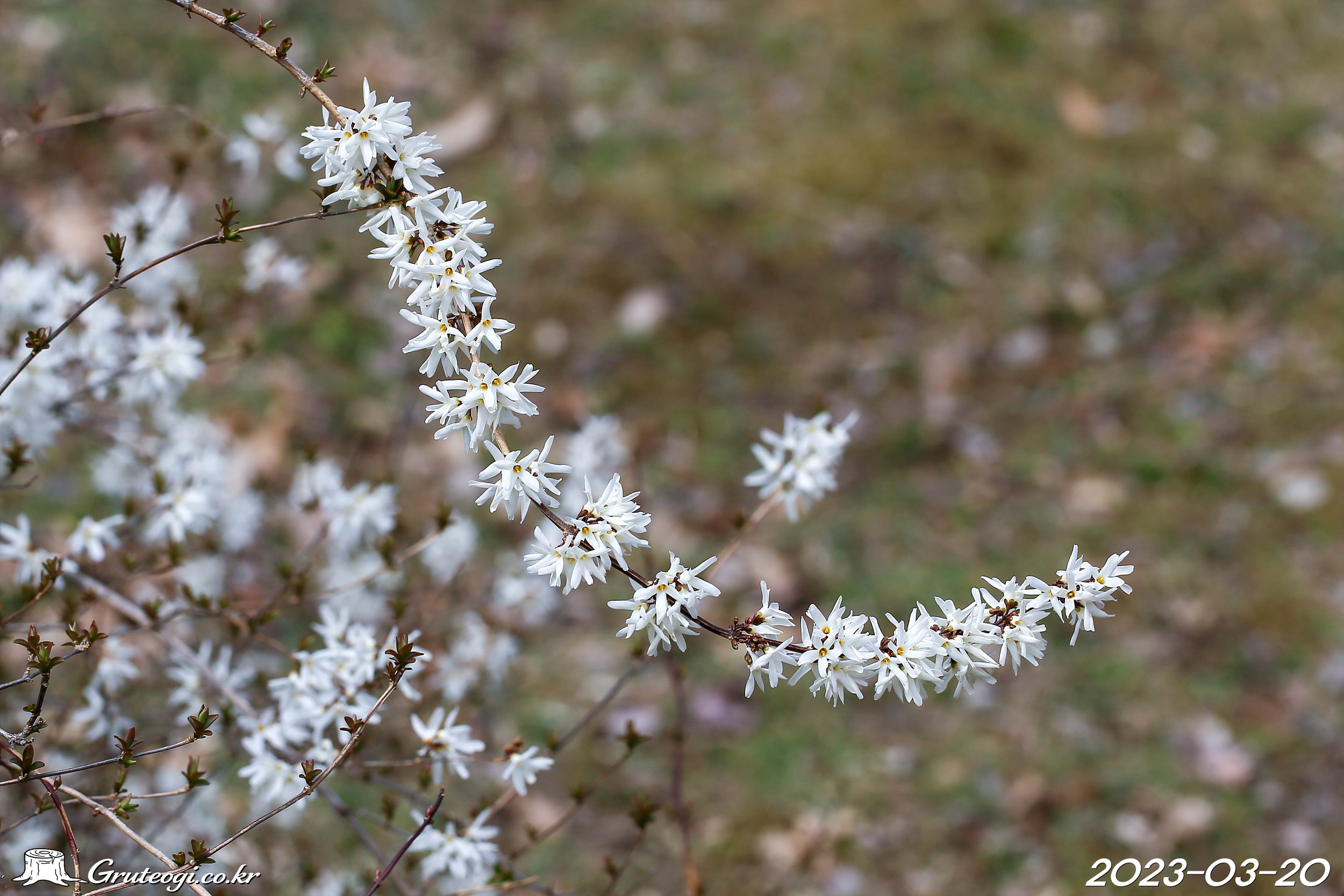 Abeliophyllum distichum flower