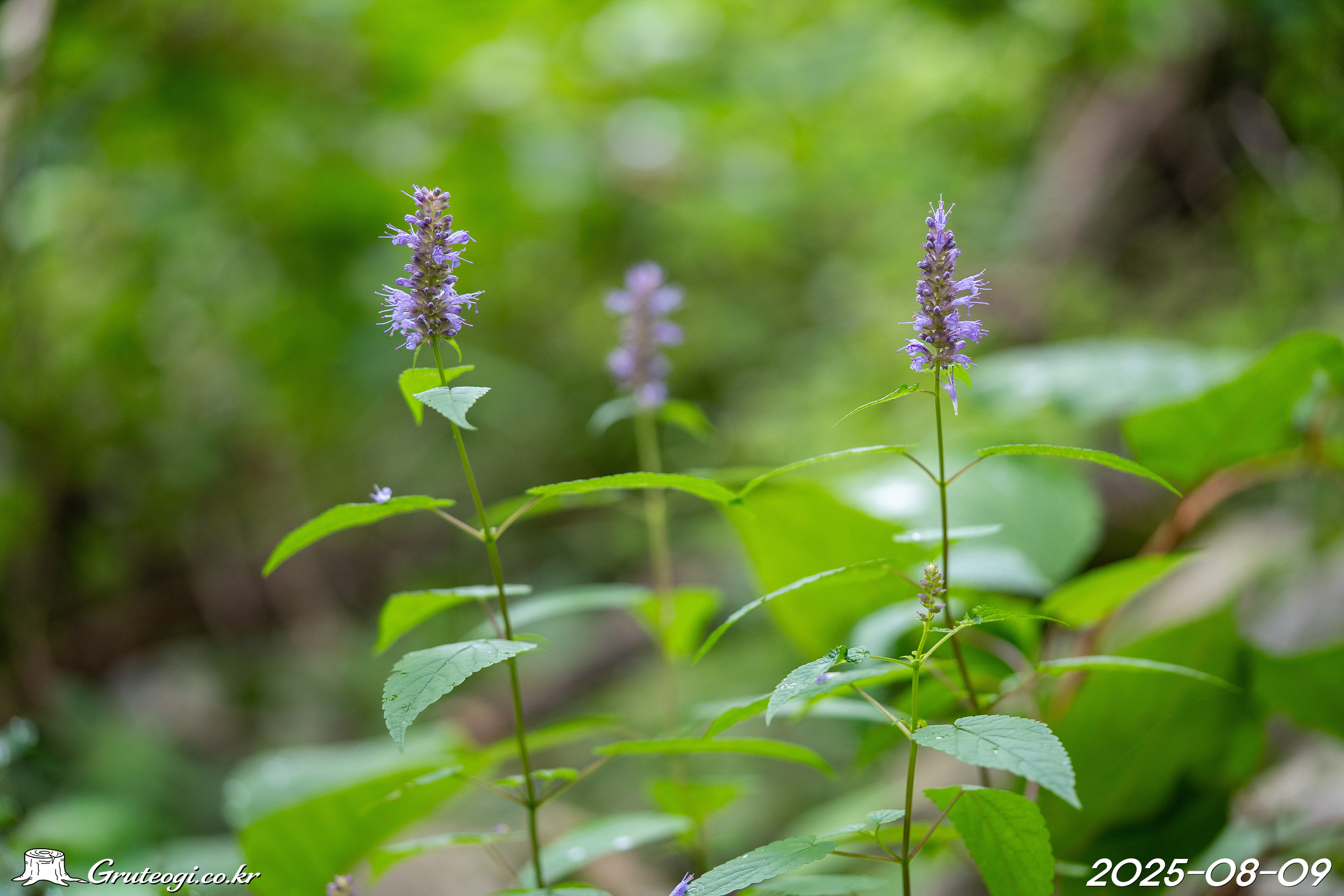 Agastache rugosa flower