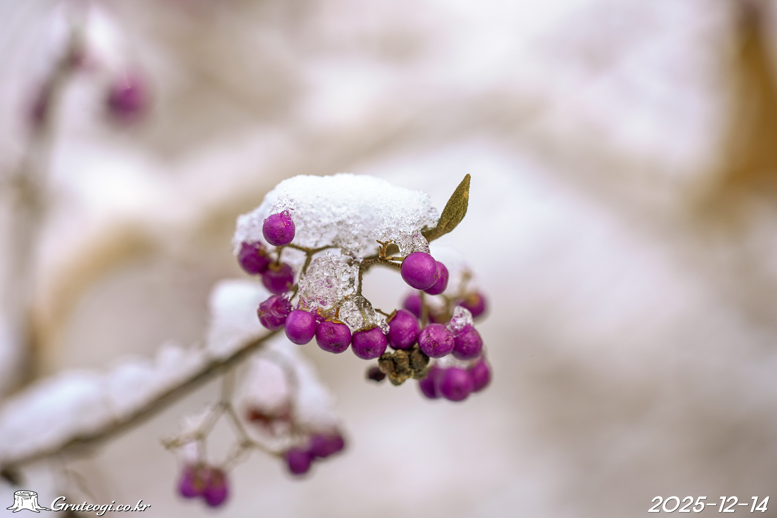 Callicarpa japonica fruit