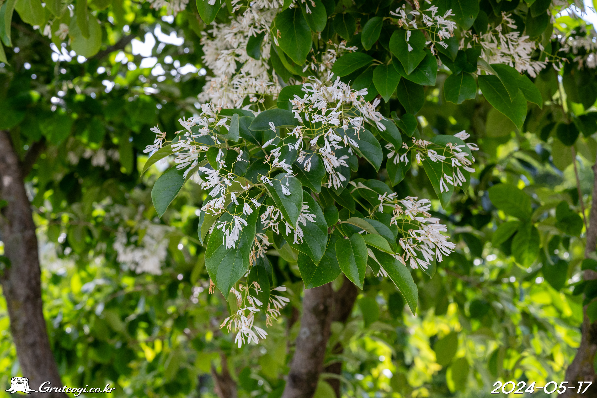 Chionanthus retusus flower