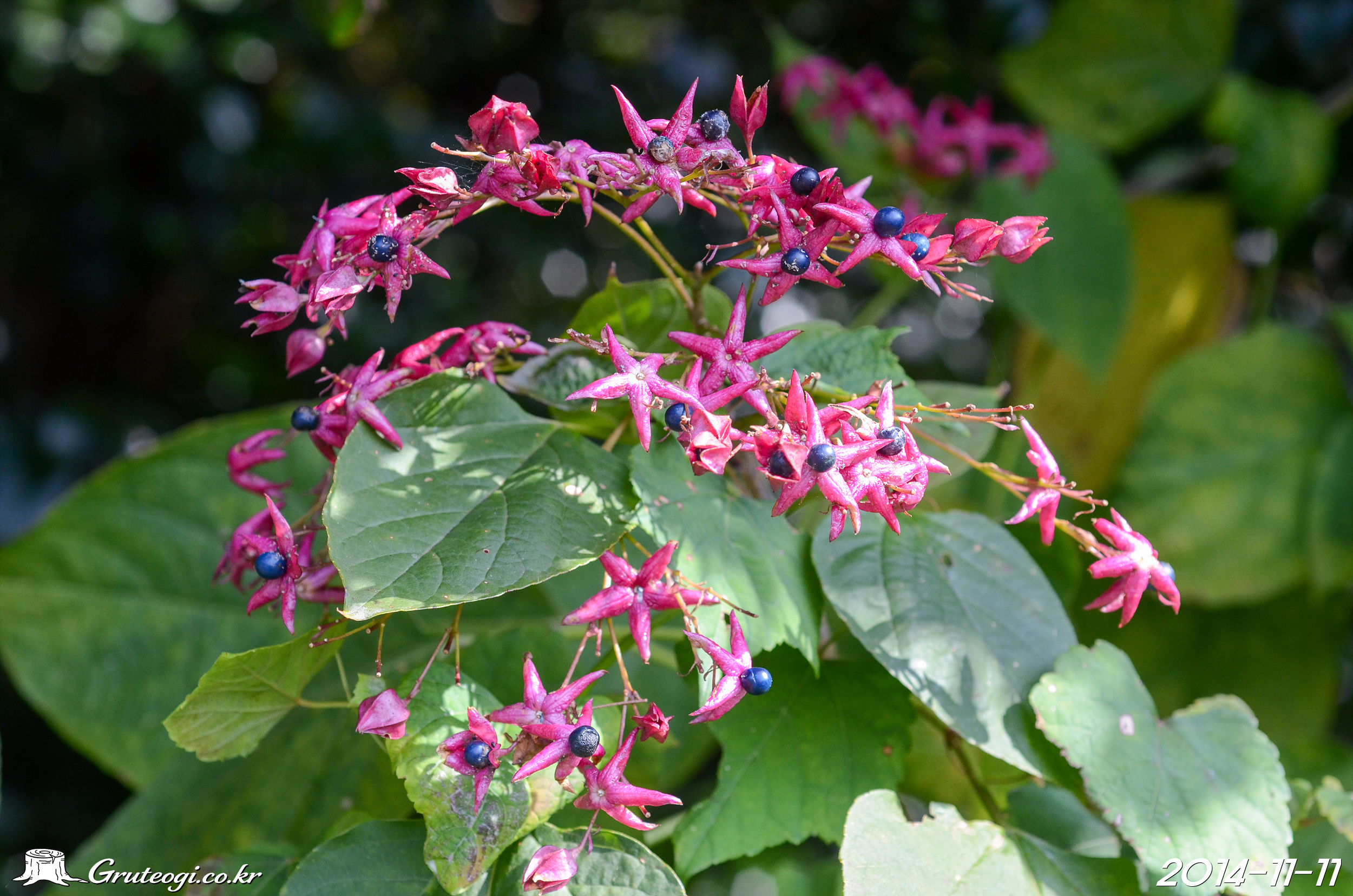 Clerodendrum trichotomum fruit