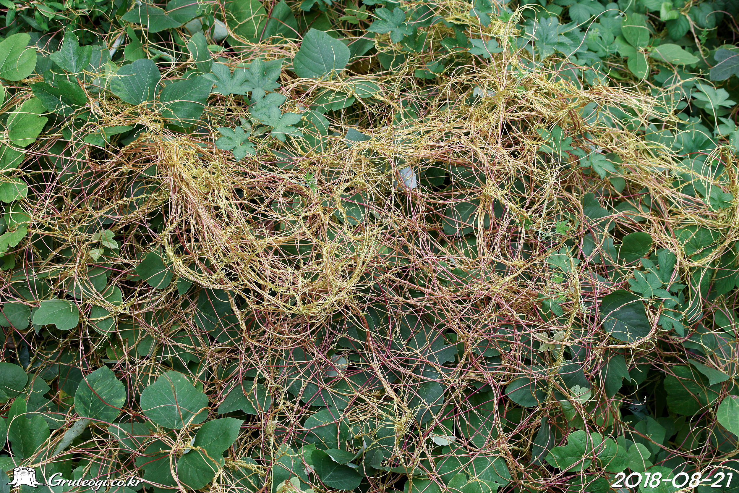 Cuscuta japonica habit