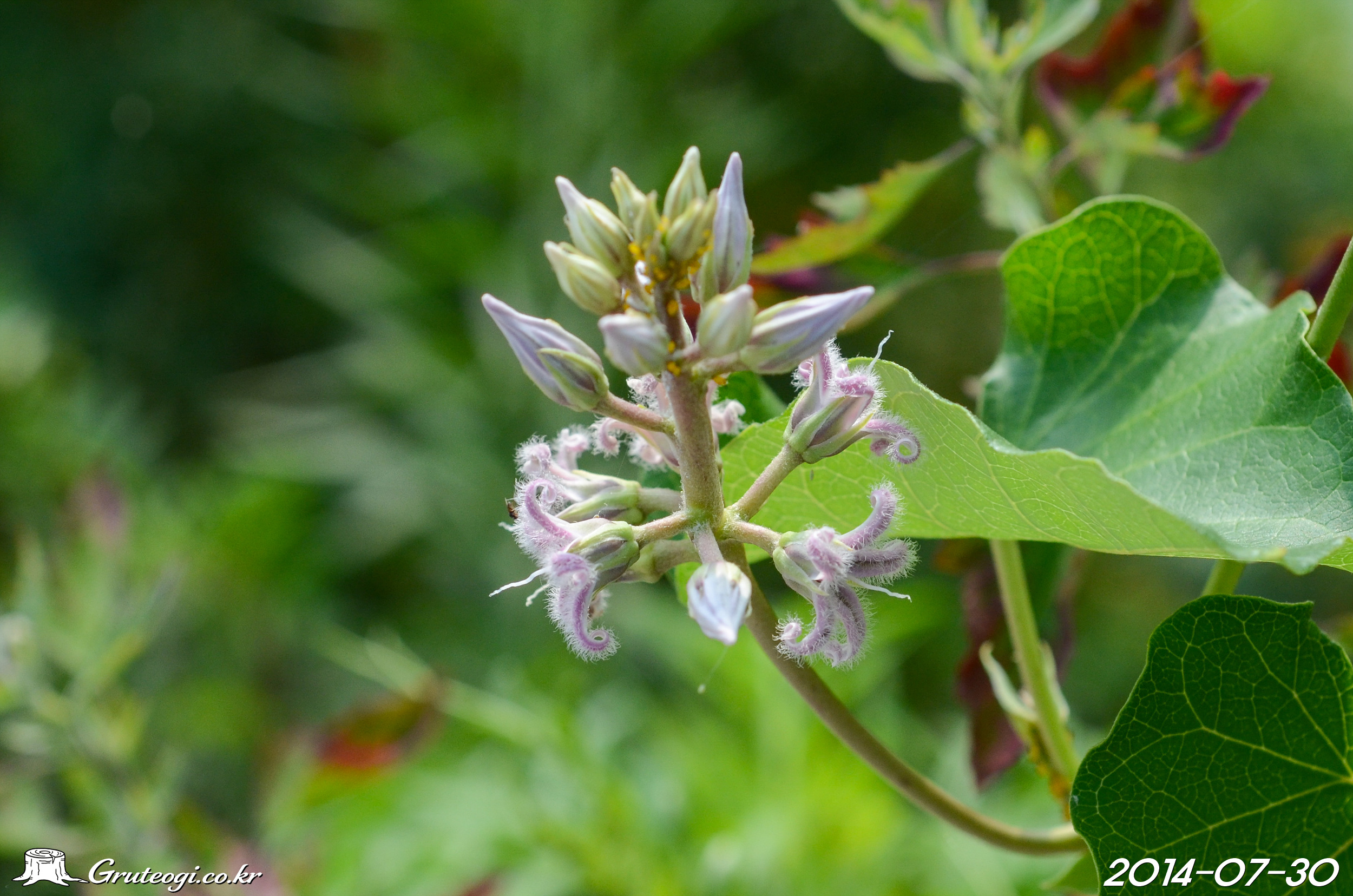 Cynanchum rostellatum flower