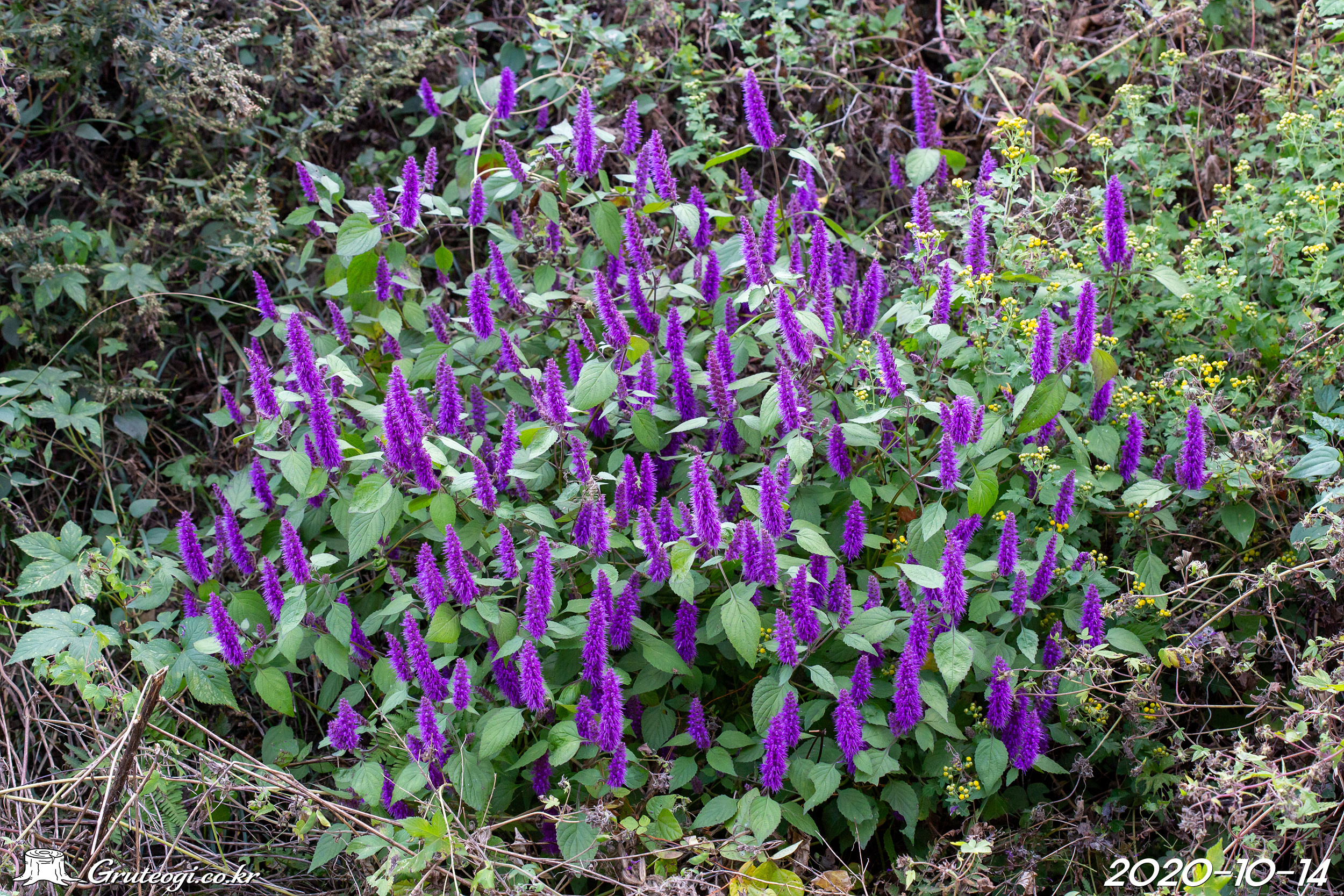 Elsholtzia splendens habit