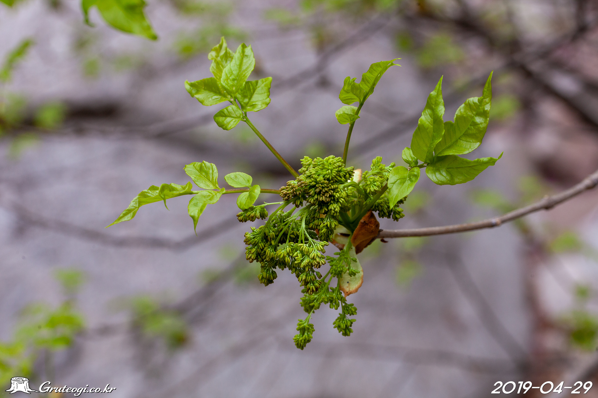 Fraxinus chinensis subsp. rhynchophylla flower