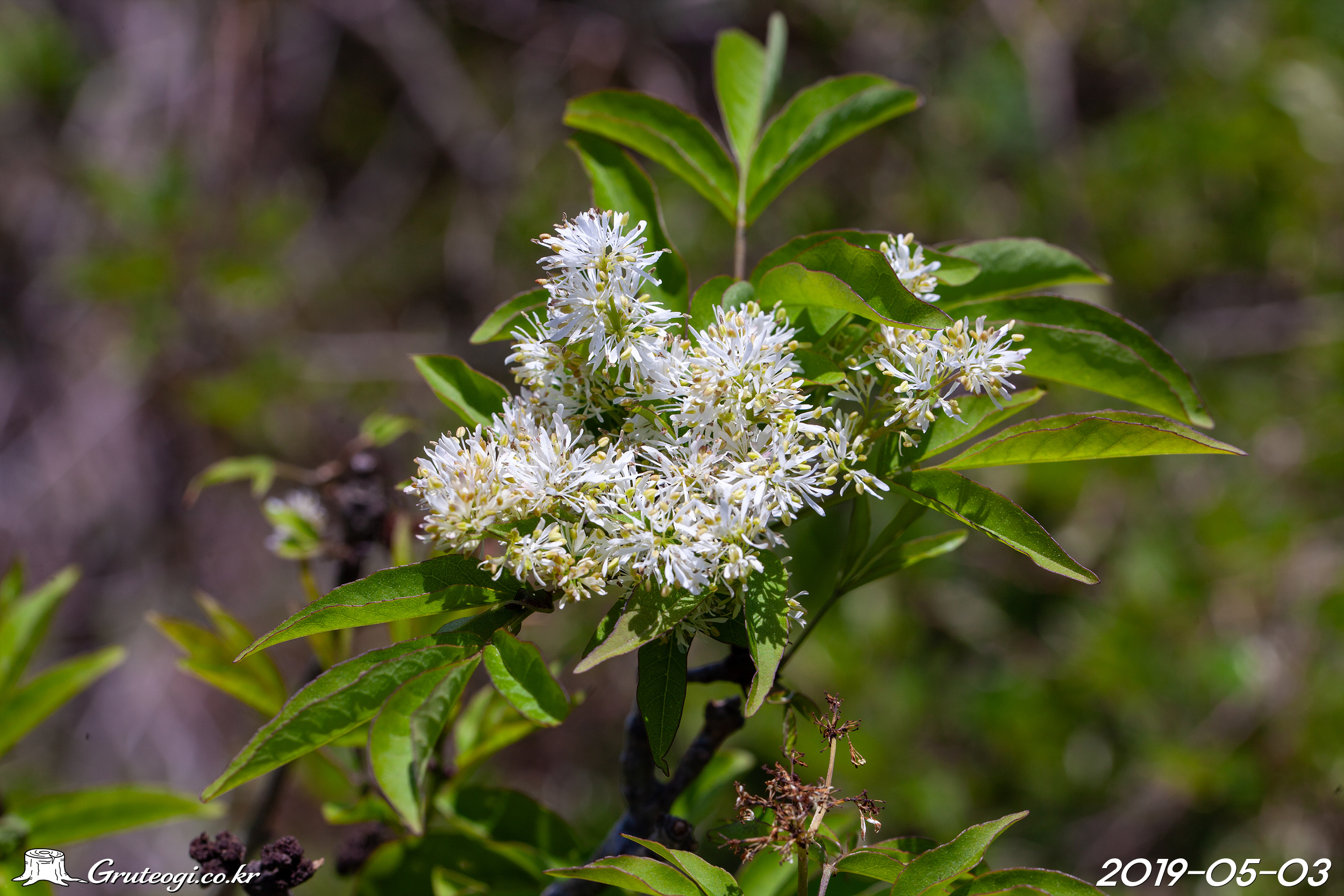 Fraxinus sieboldiana flower