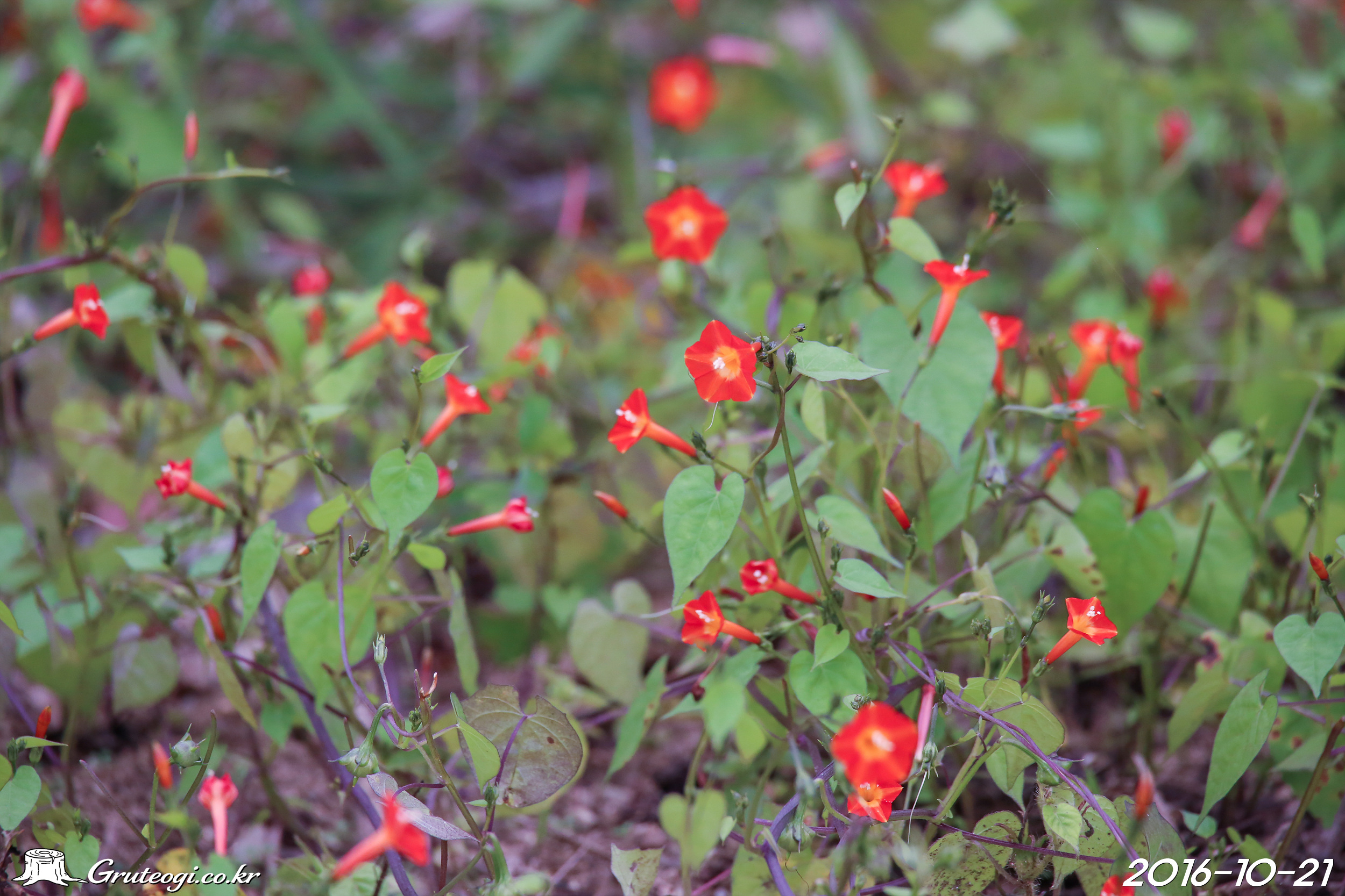Ipomoea hederifolia habit