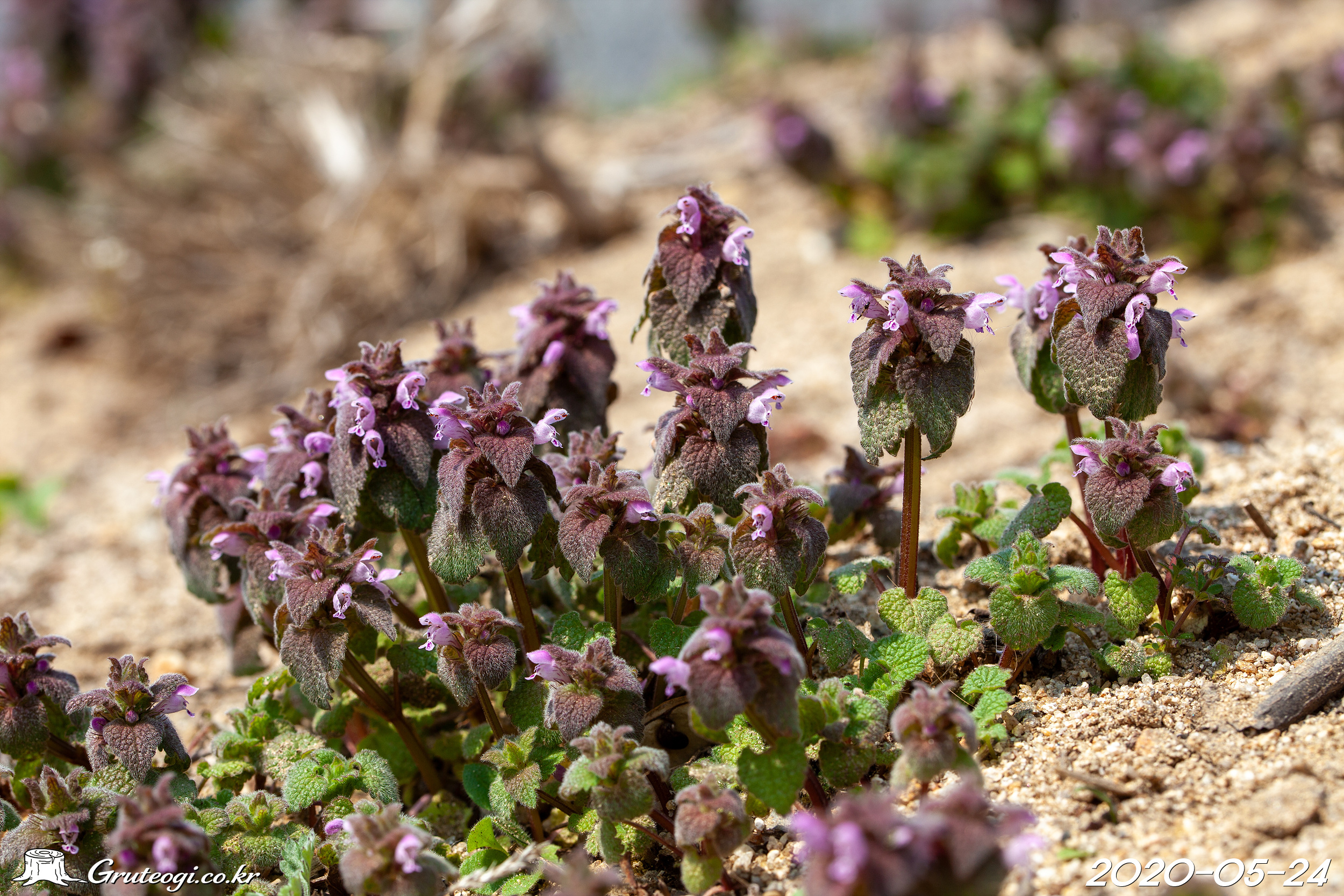 Lamium purpureum flower