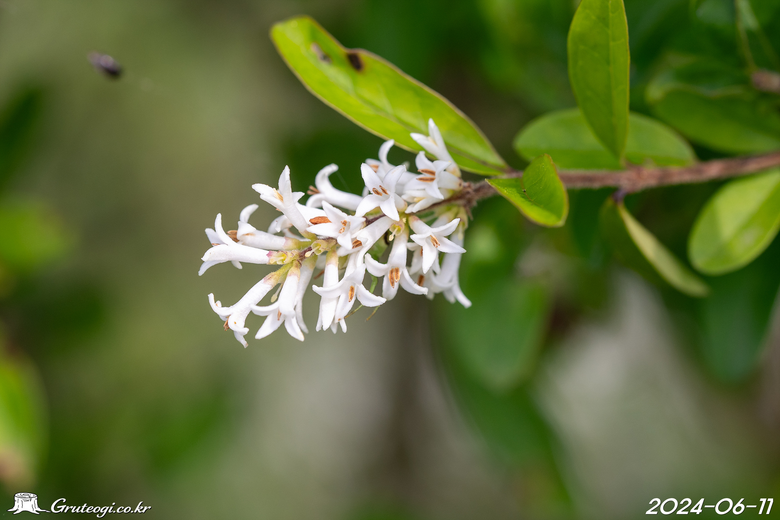 Ligustrum obtusifolium flower