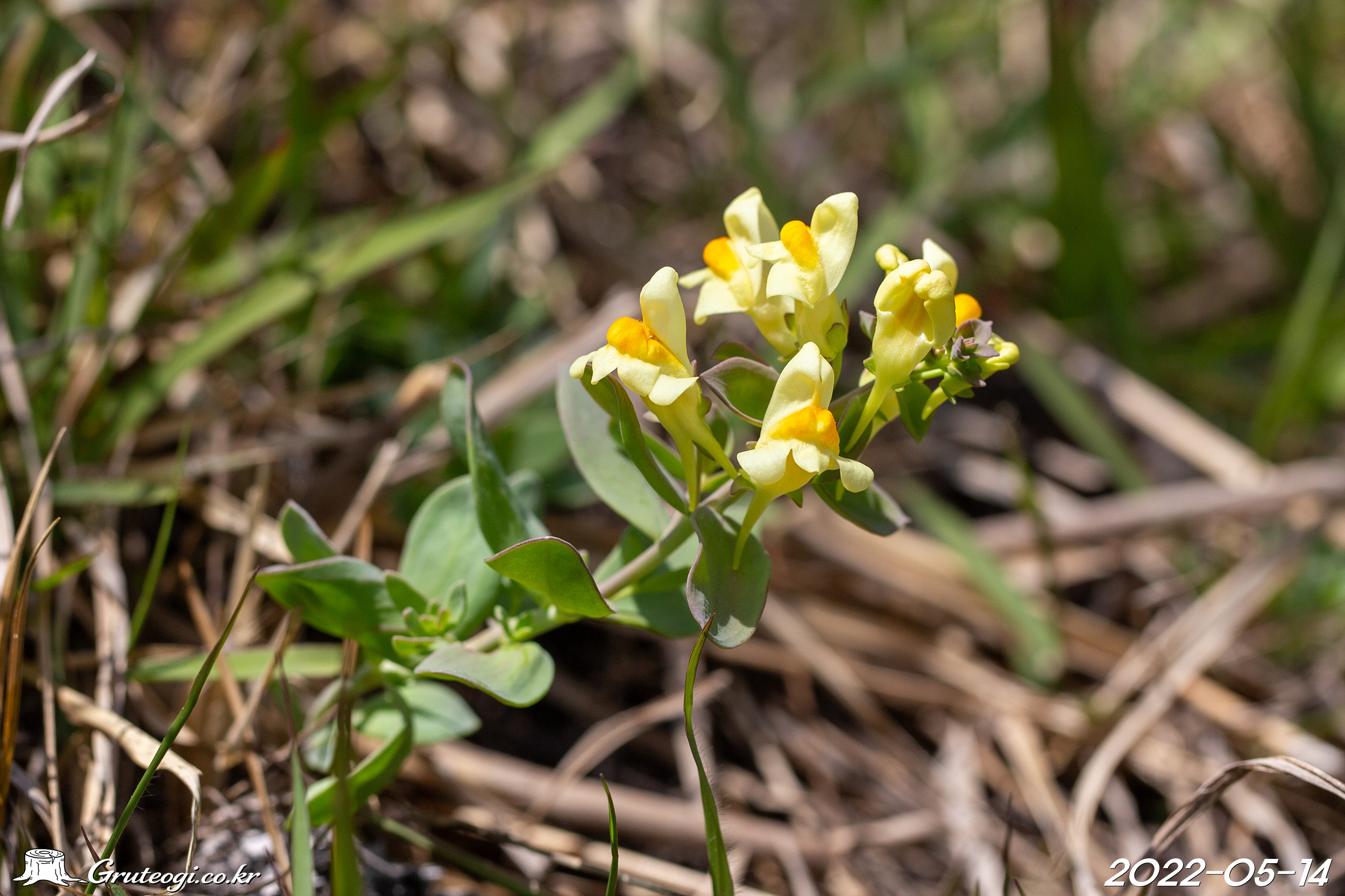 Linaria japonica flower