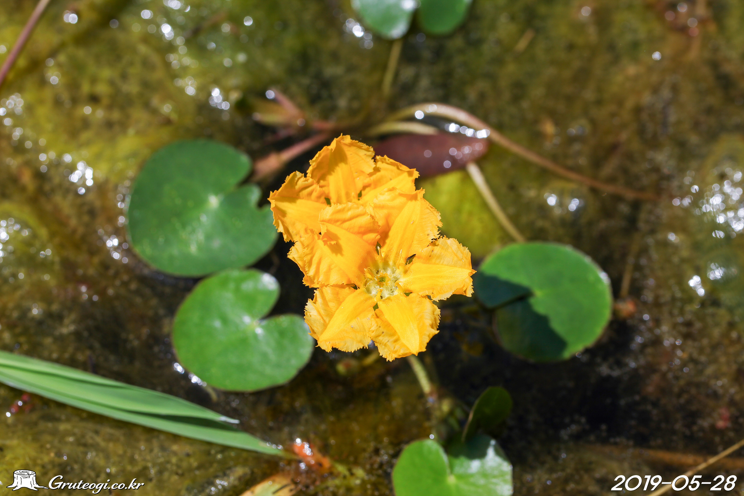 Nymphoides peltata flower