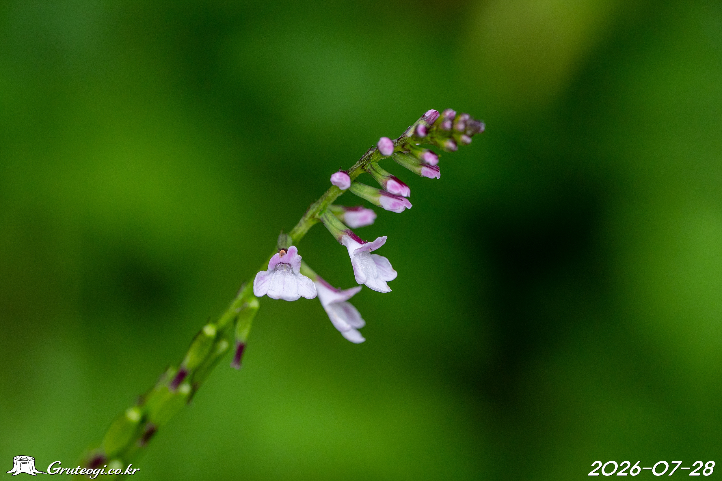 Phryma oblongifolia flower