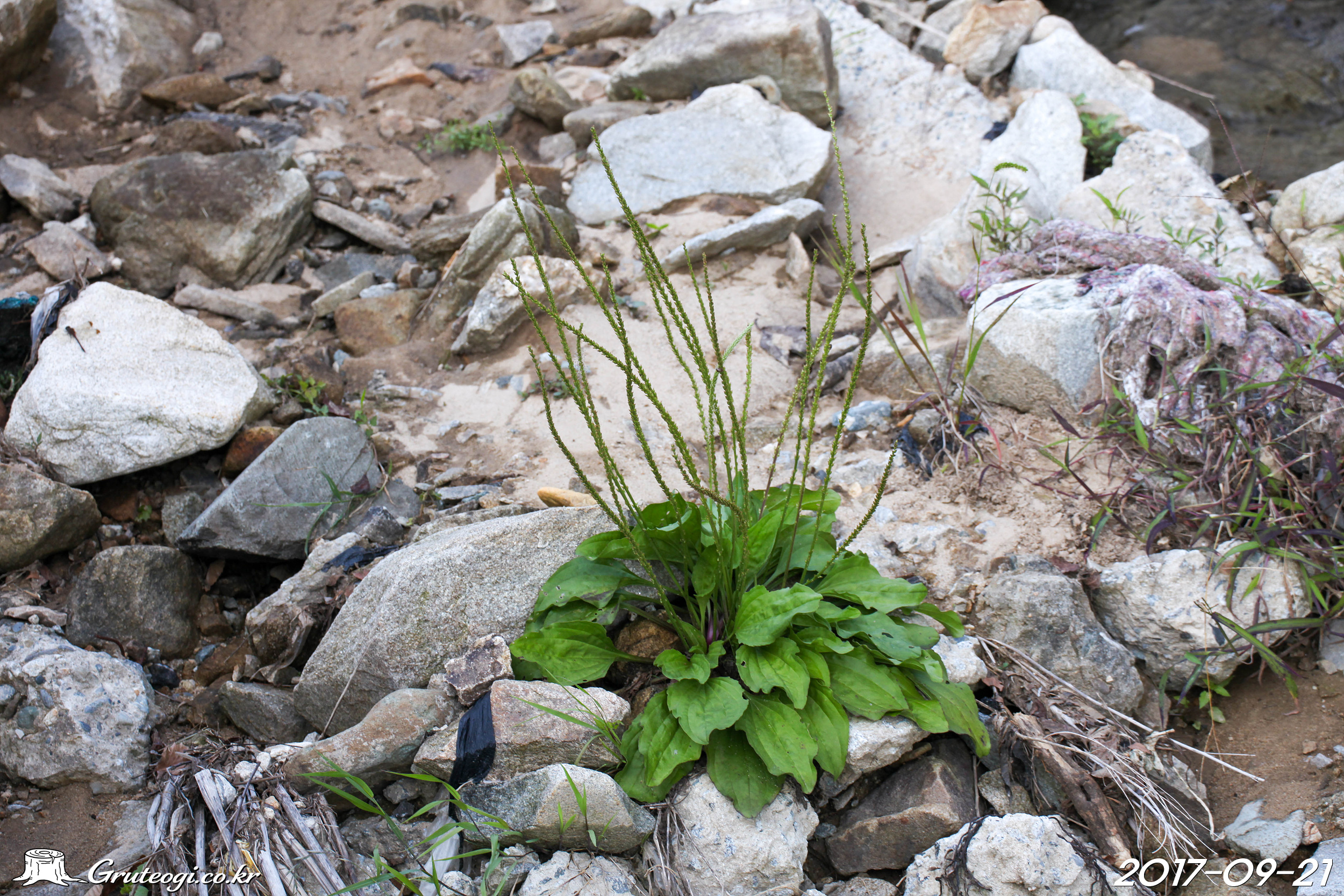 Plantago asiatica habit
