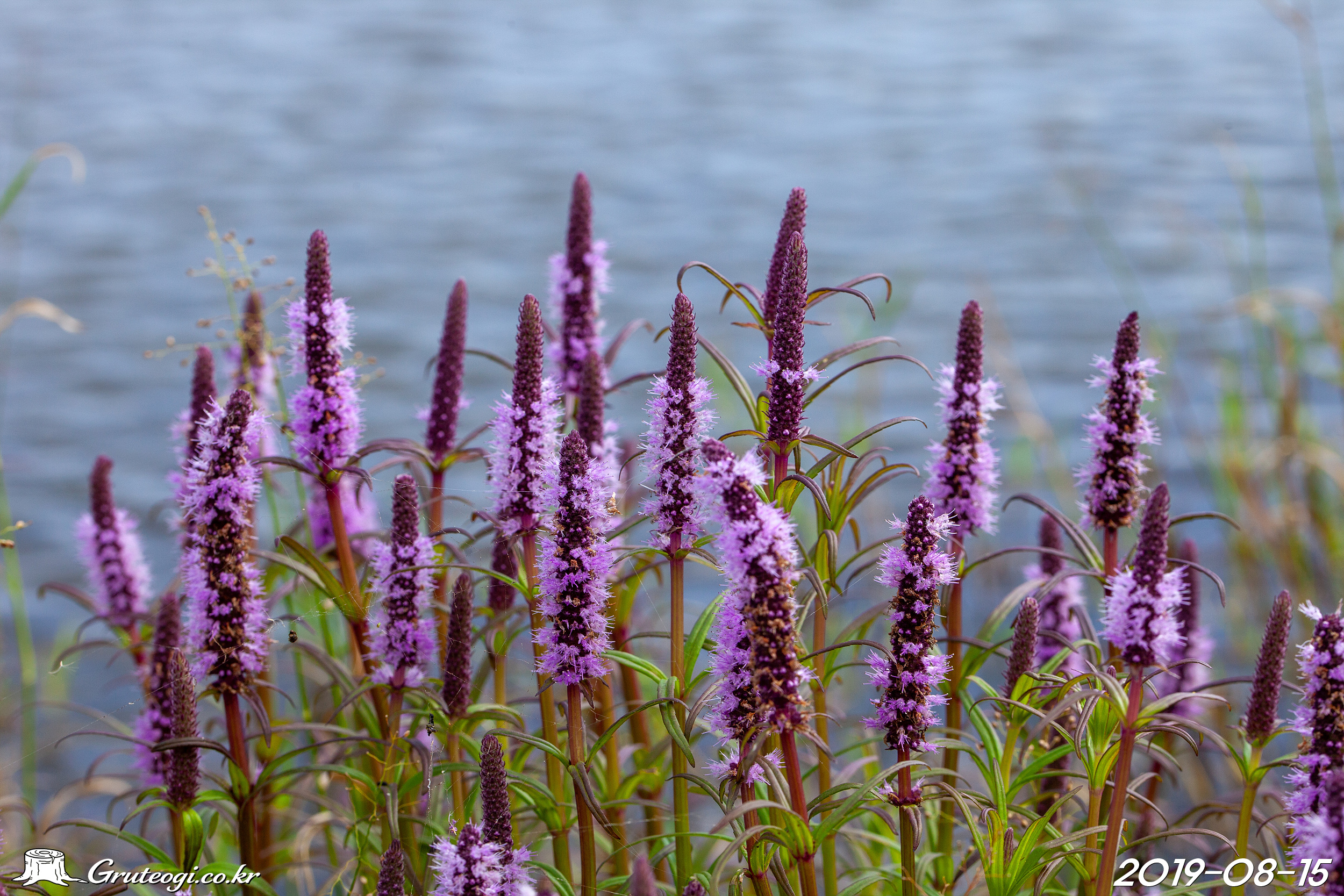 Pogostemon yatabeanus flower main