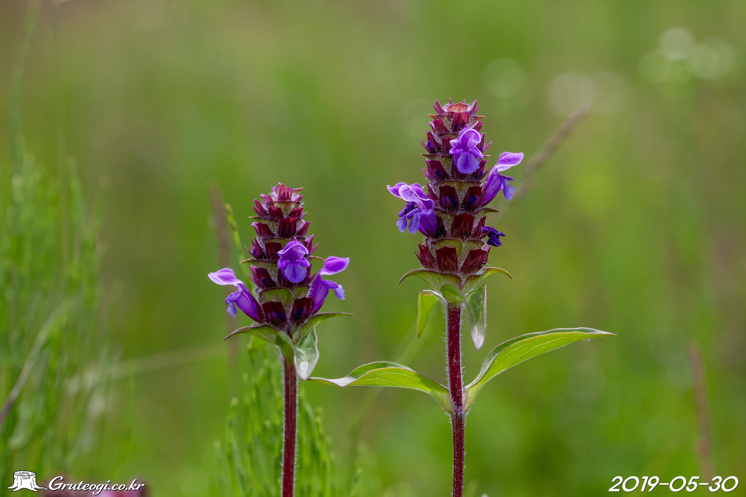 Prunella vulgaris subsp. asiatica flower