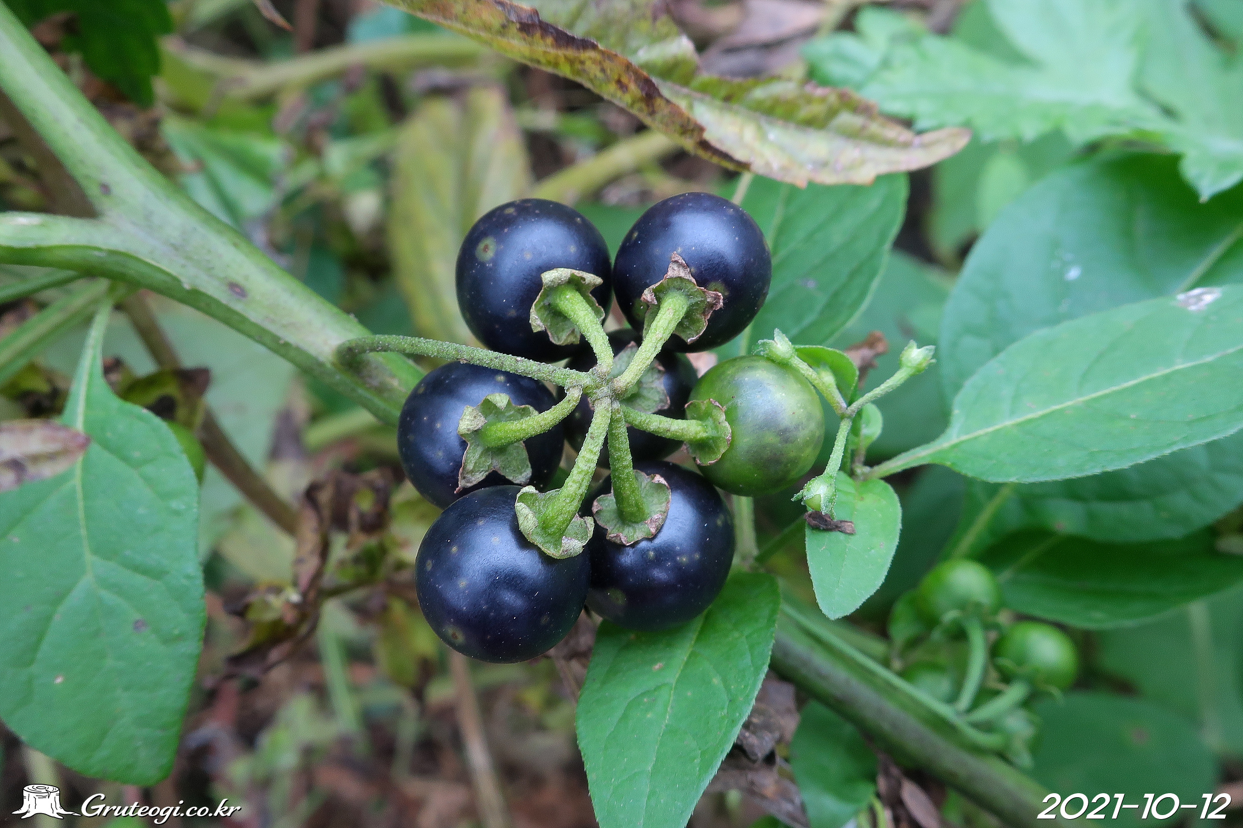 Solanum americanum fruit