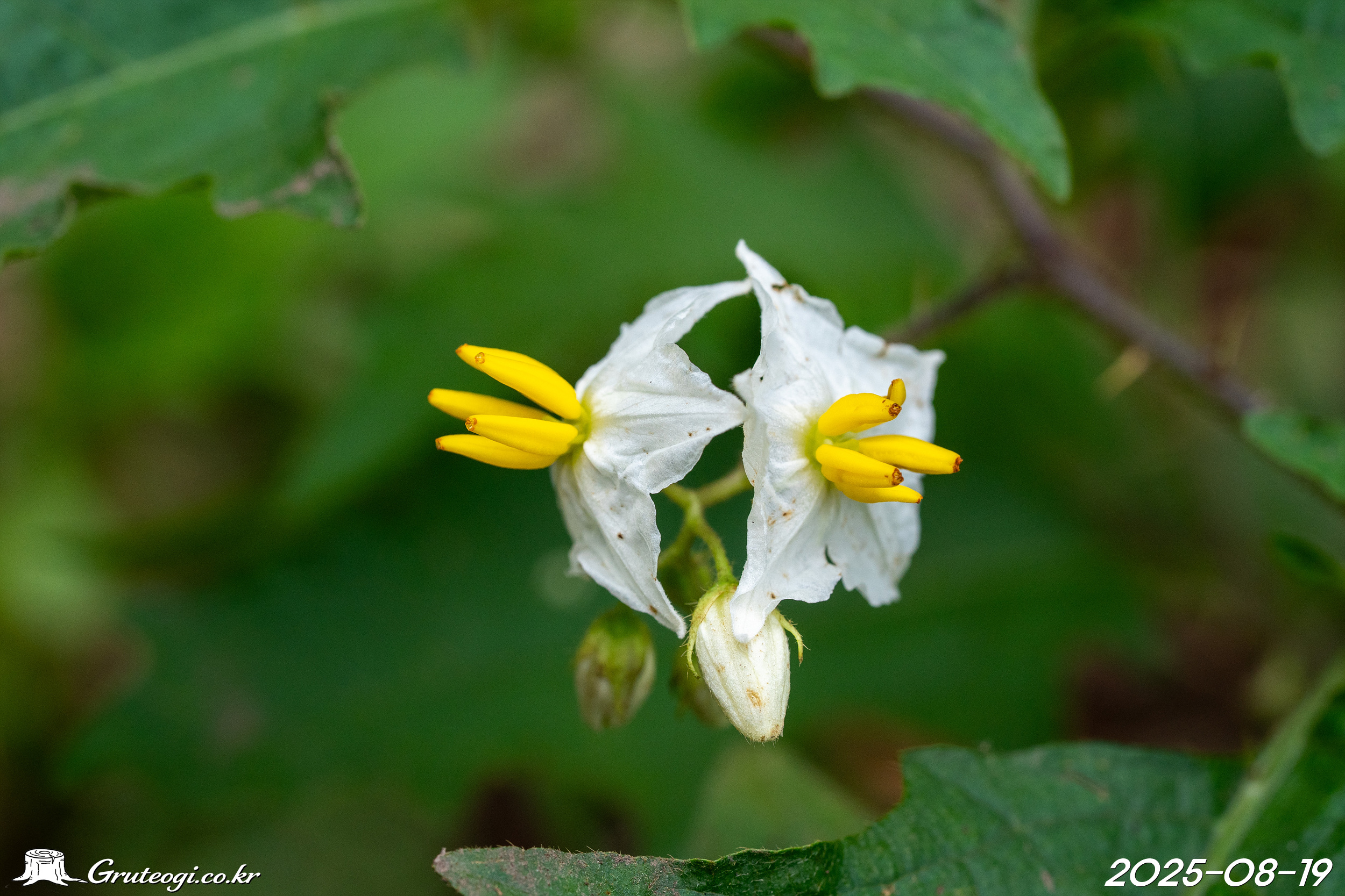 Solanum carolinense flower
