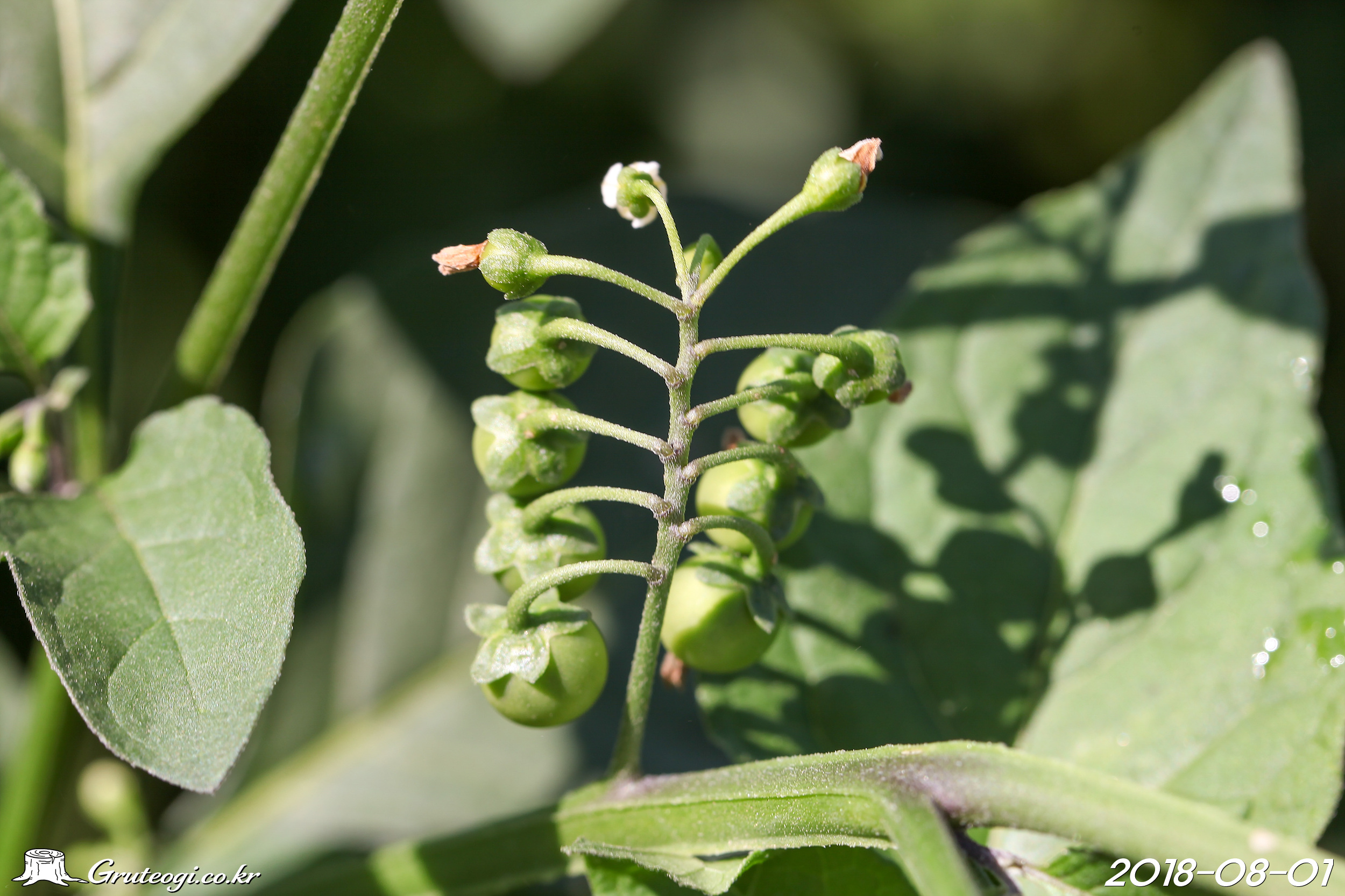 Solanum nigrum fruit