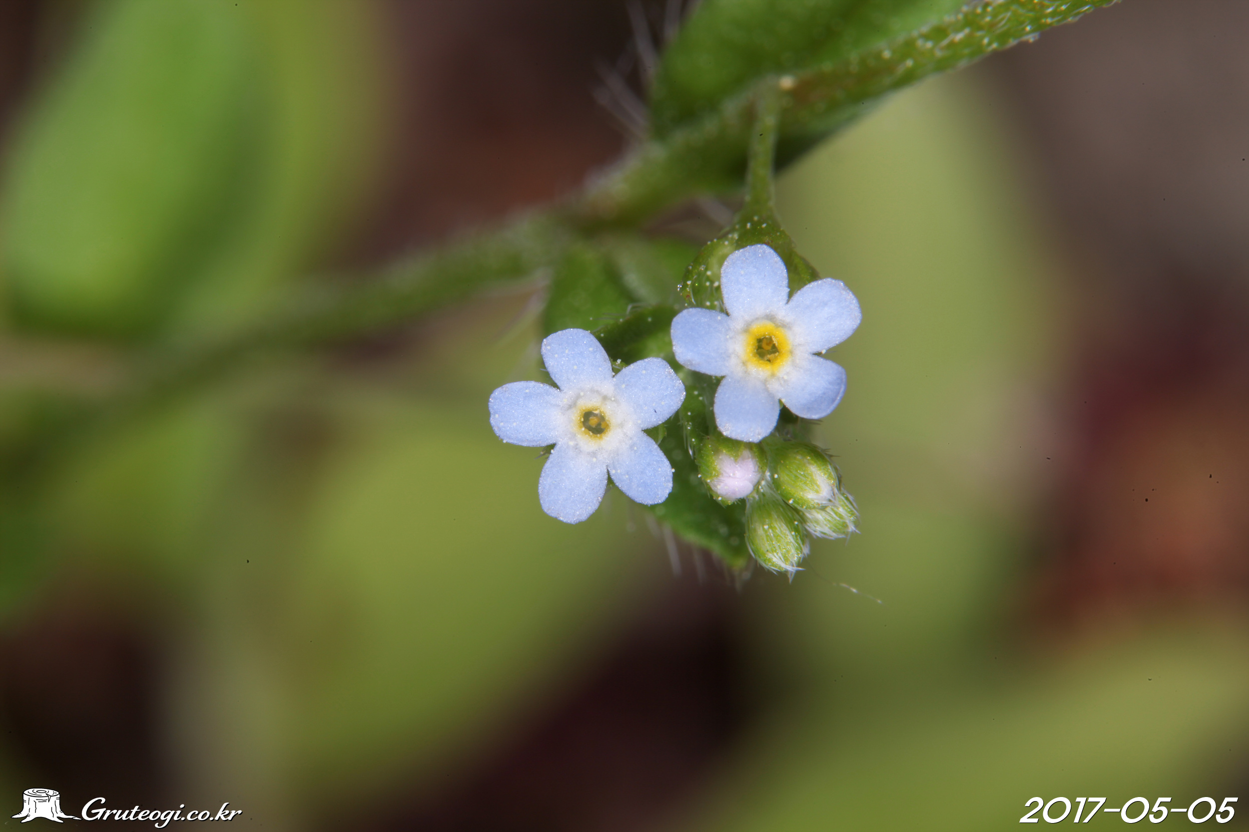 Trigonotis peduncularis flower