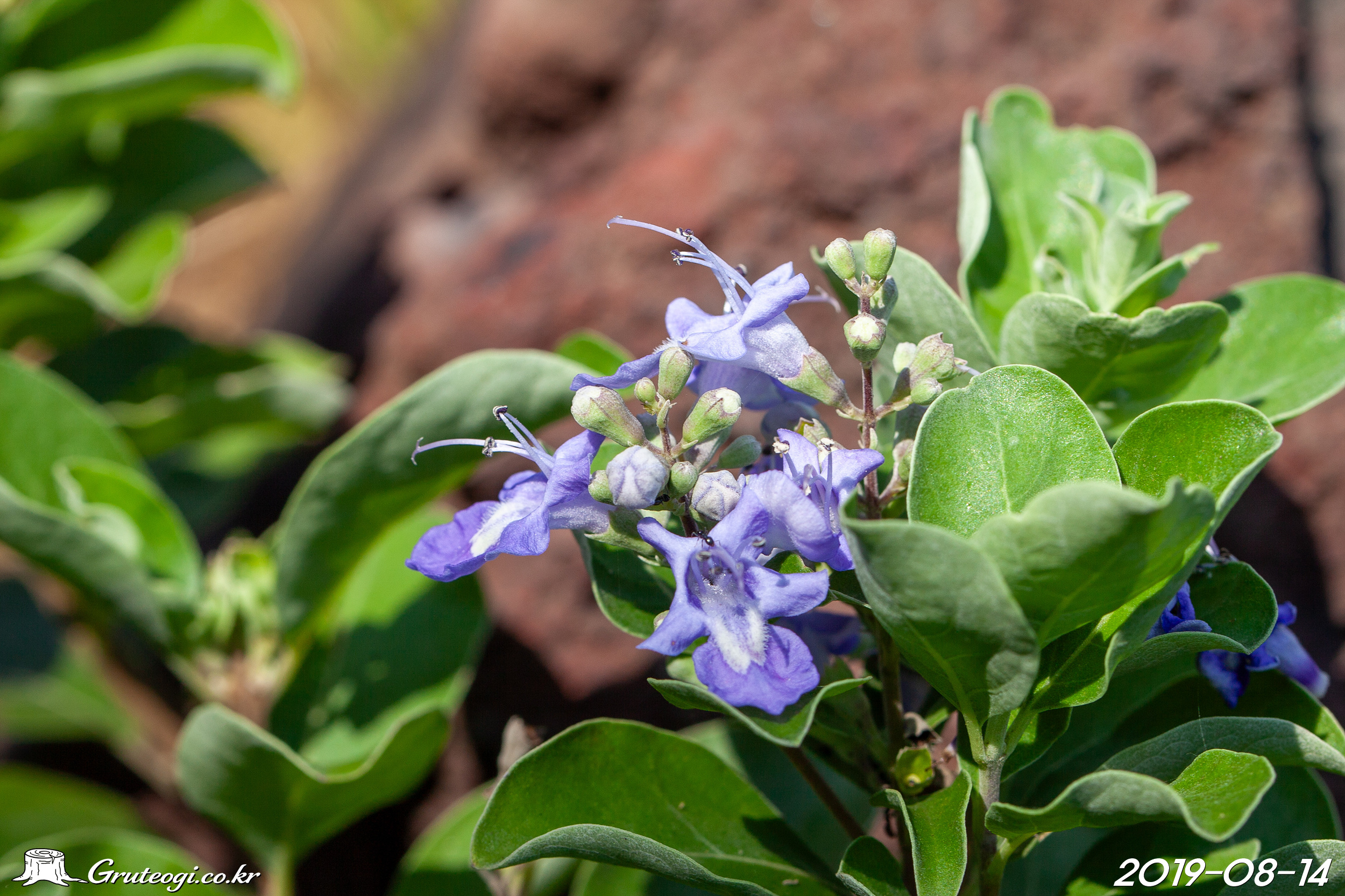 Vitex rotundifolia flower main
