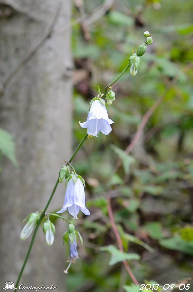Adenophora remotiflora flower
