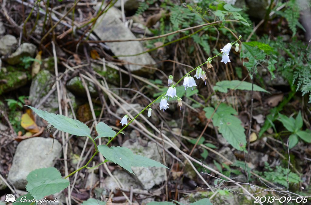 Adenophora remotiflora flower