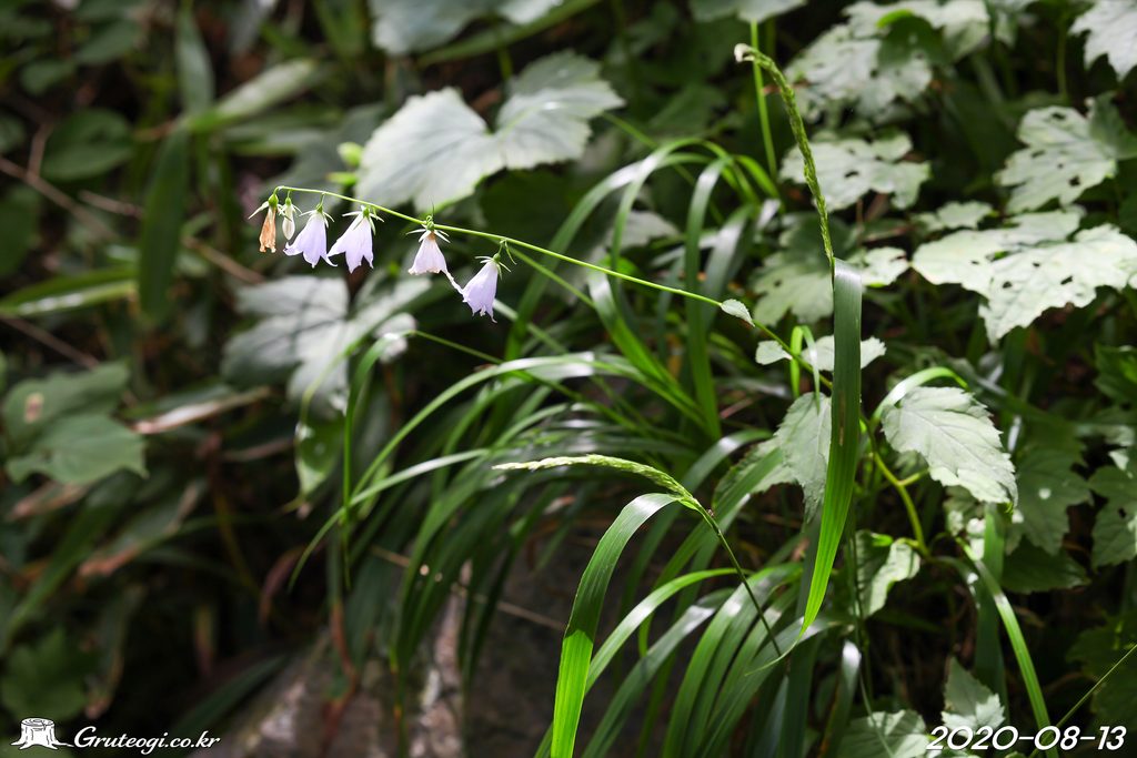 Adenophora remotiflora flower